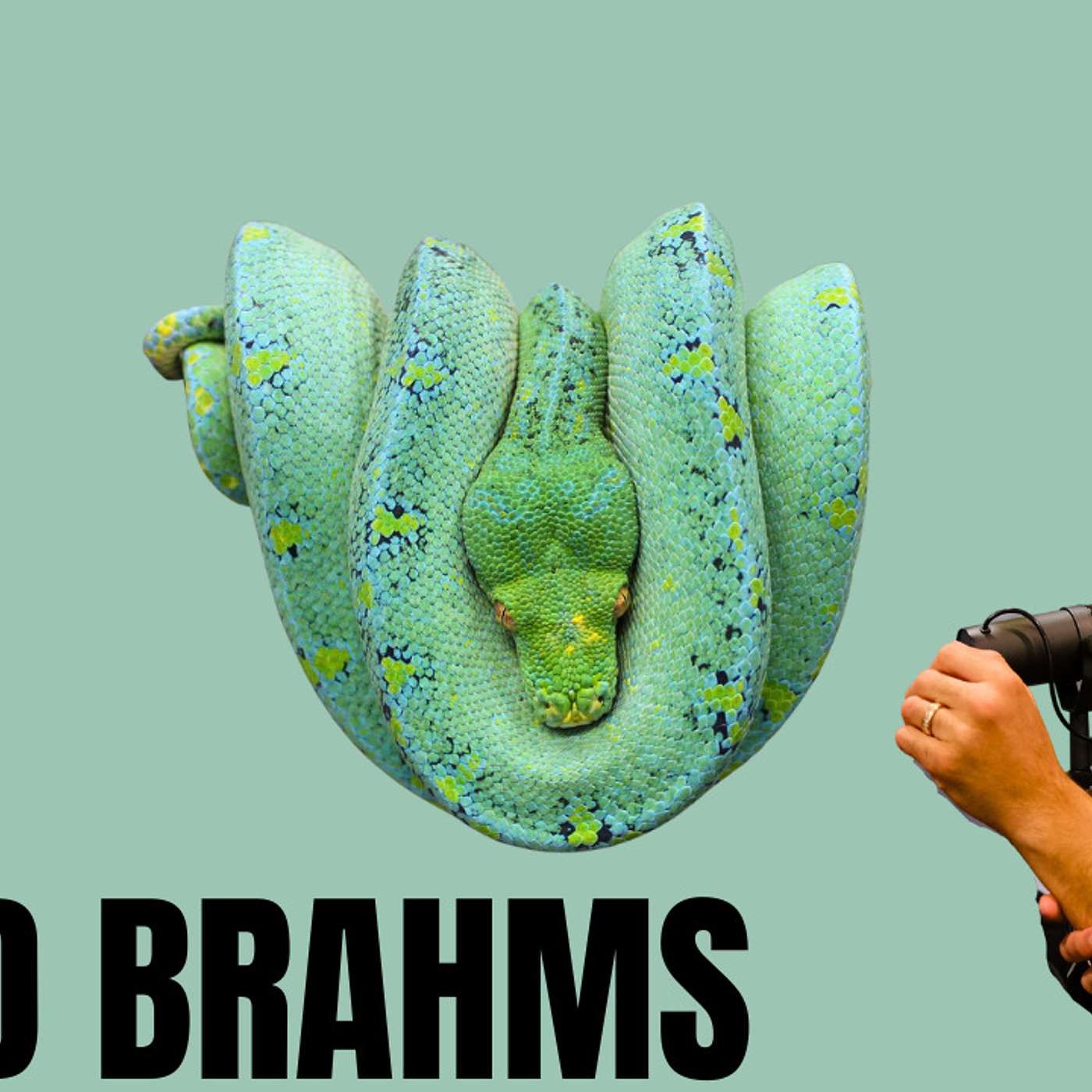 The BEST 3D designed perches for arboreal snakes