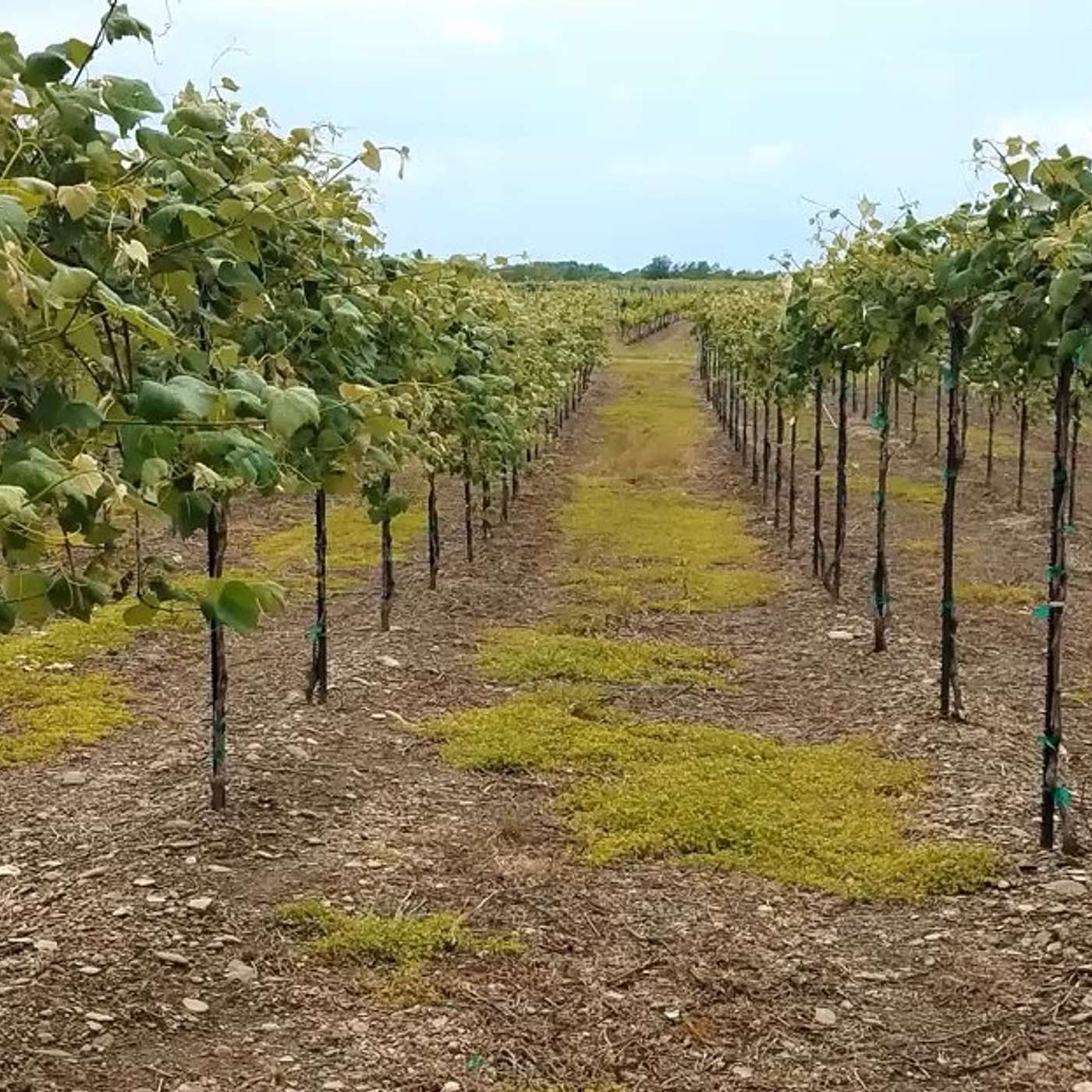 Between the Vines
