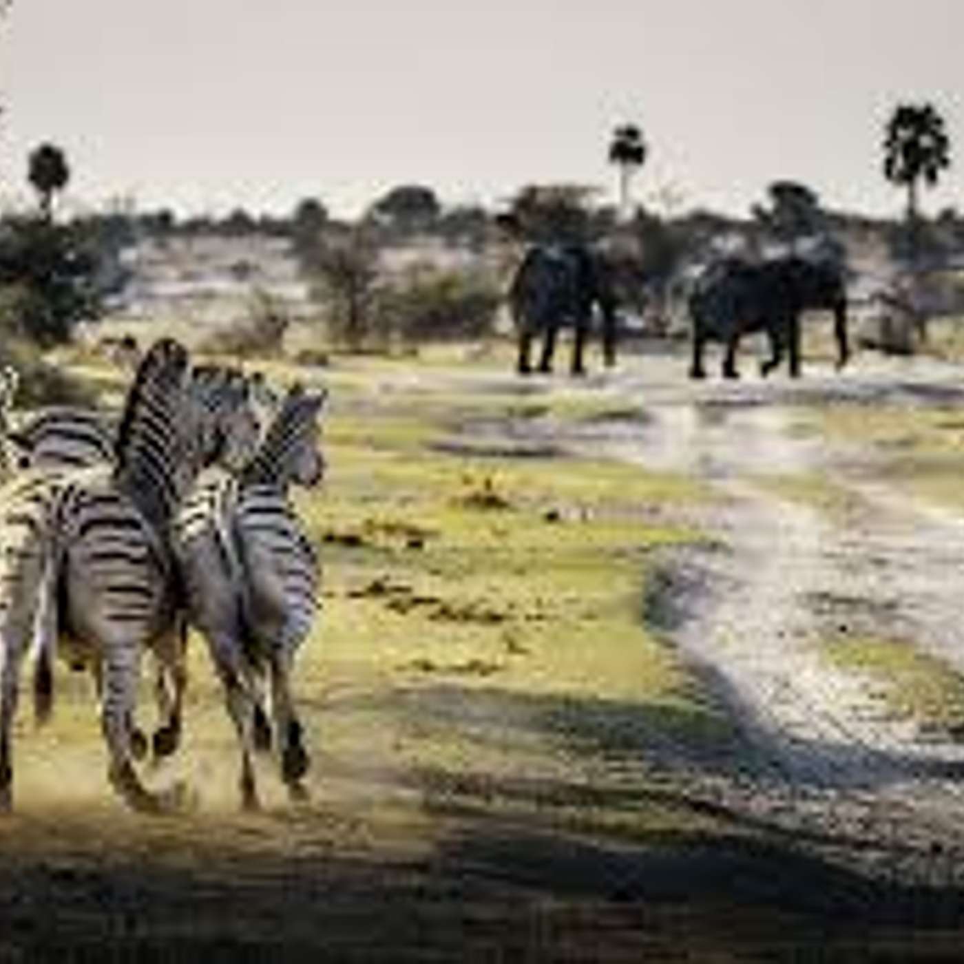 AFROSAFARI MEDIA