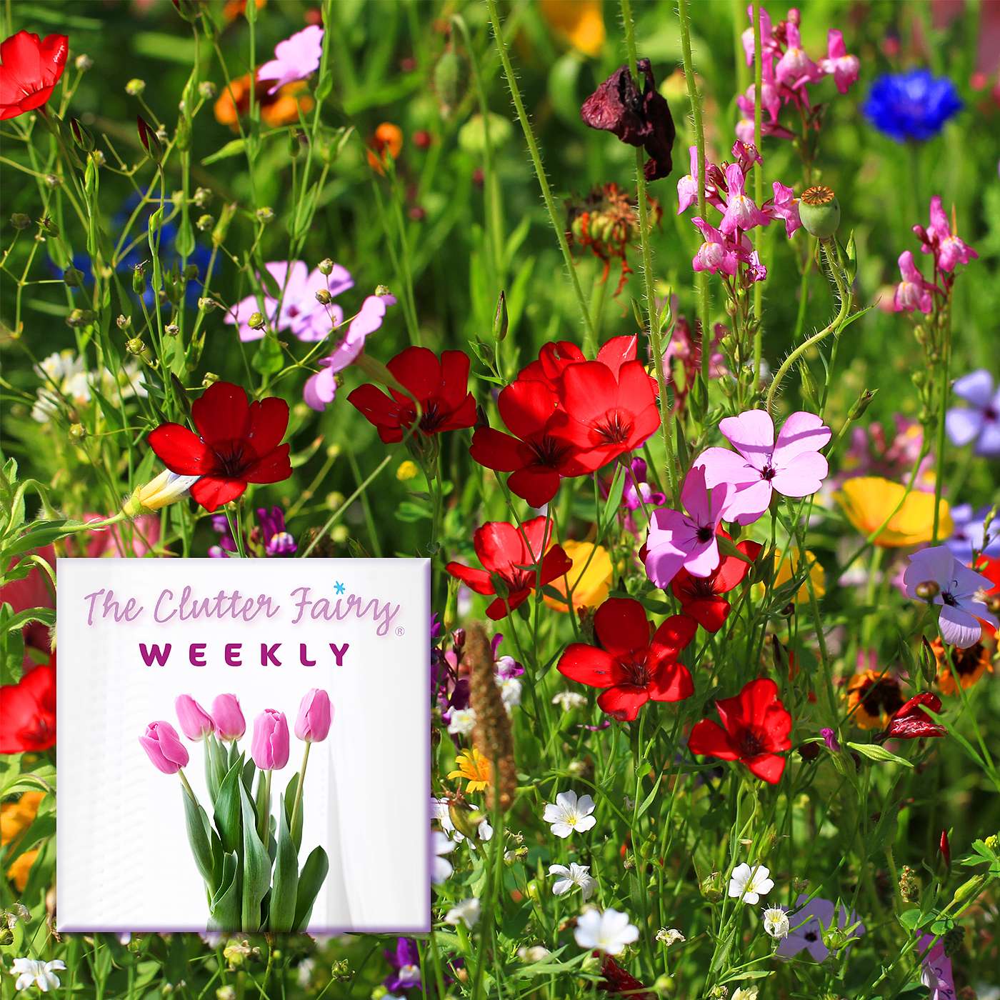 In Search of Balance: Managing Your Time, Energy, and Priorities - The Clutter Fairy Weekly #110