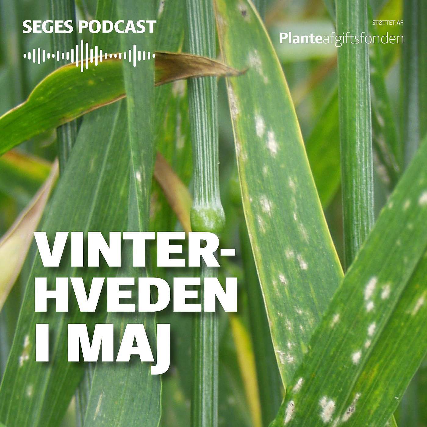 Din Mark Lige Nu: Vinterhveden i maj Din Mark Lige Nu: Vinterhveden i maj