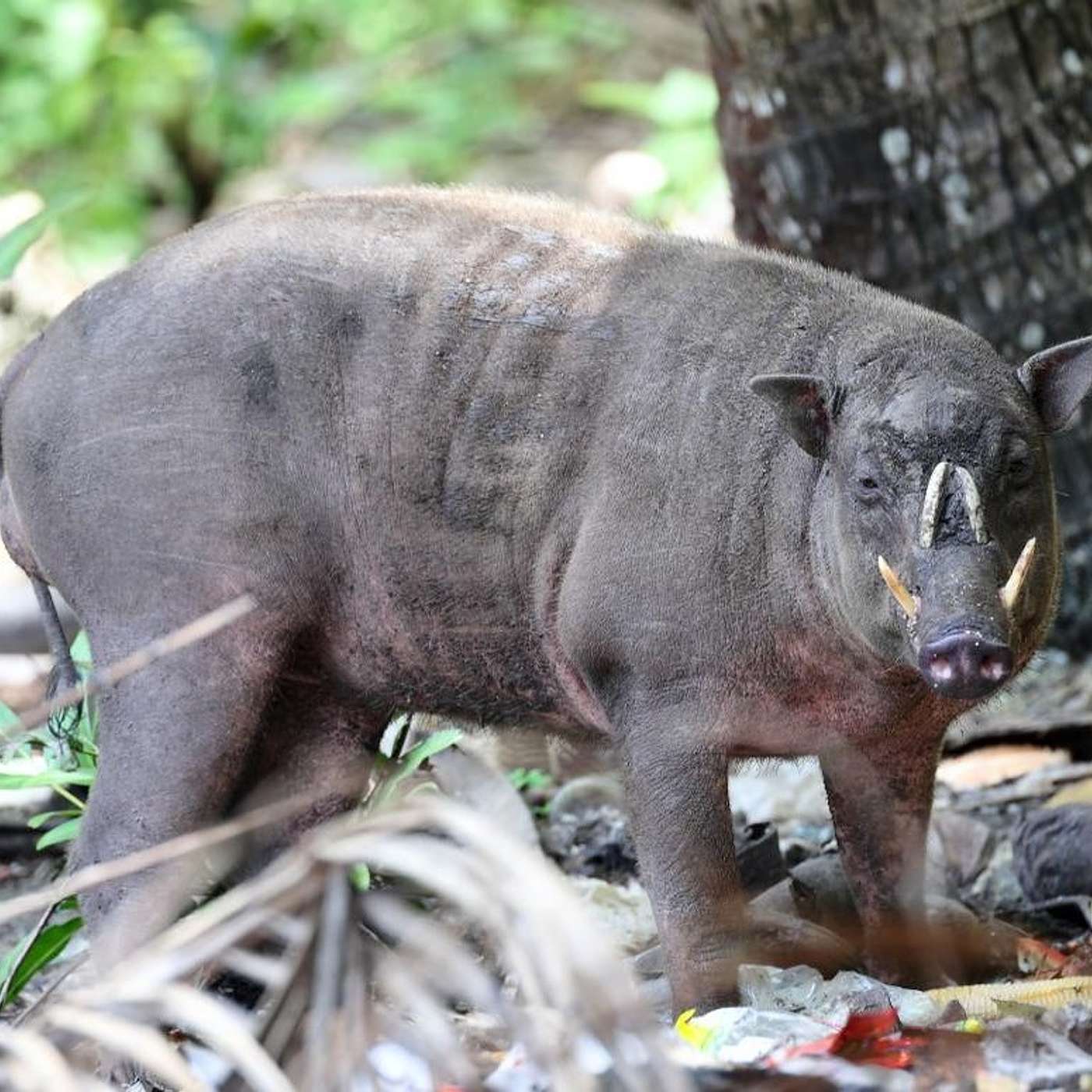 Episode 1: Expedition to Sulawesi Episode 1: Expedition to Sulawesi