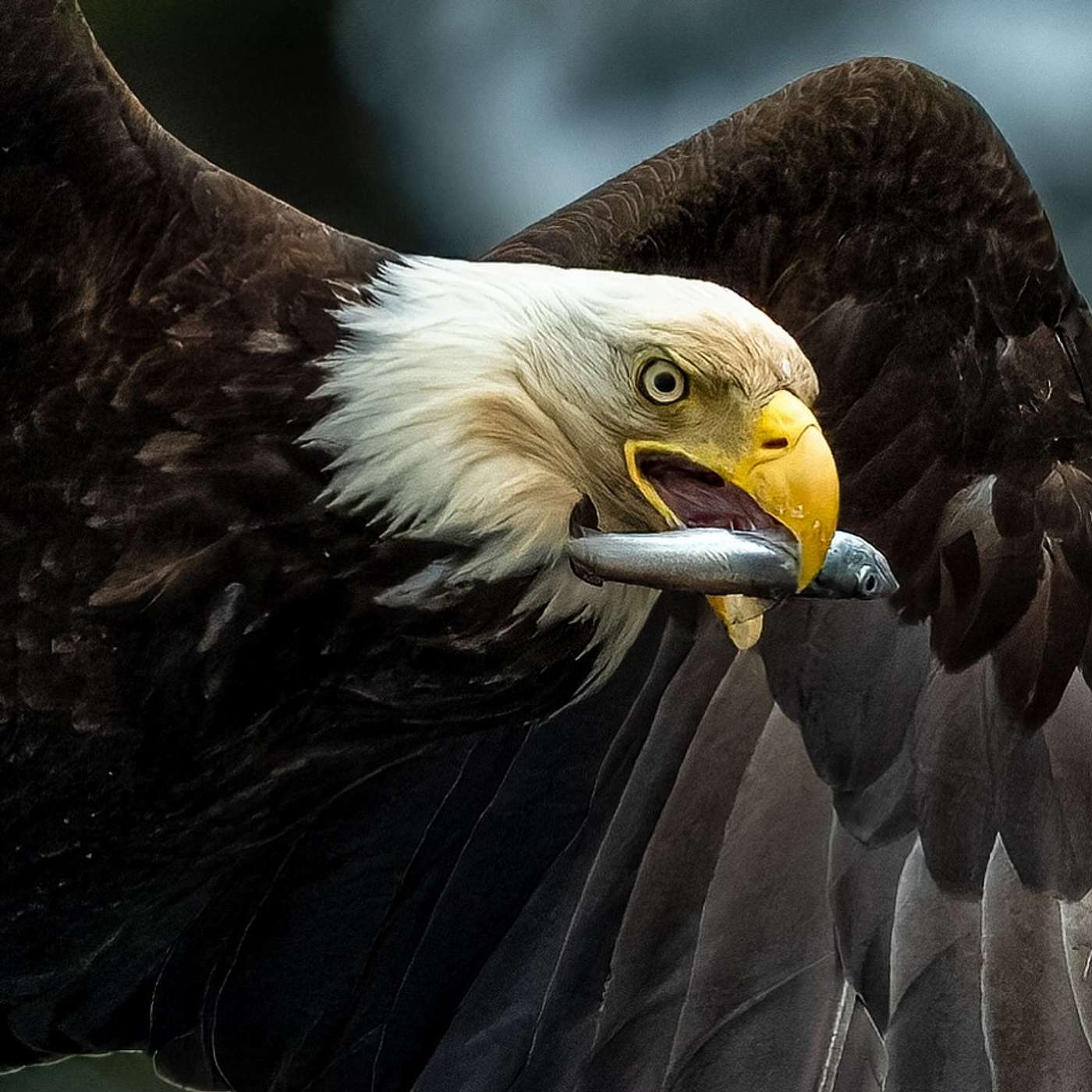 "Glad I'm Not A Fish" Brand And Video Creator, Mark Smith, Talks About His Social Media Fame With 2.1 Million Followers! "Glad I'm Not A Fish" Brand And Video Creator, Mark Smith, Talks About His Social Media Fame With 2.1 Million Followers!