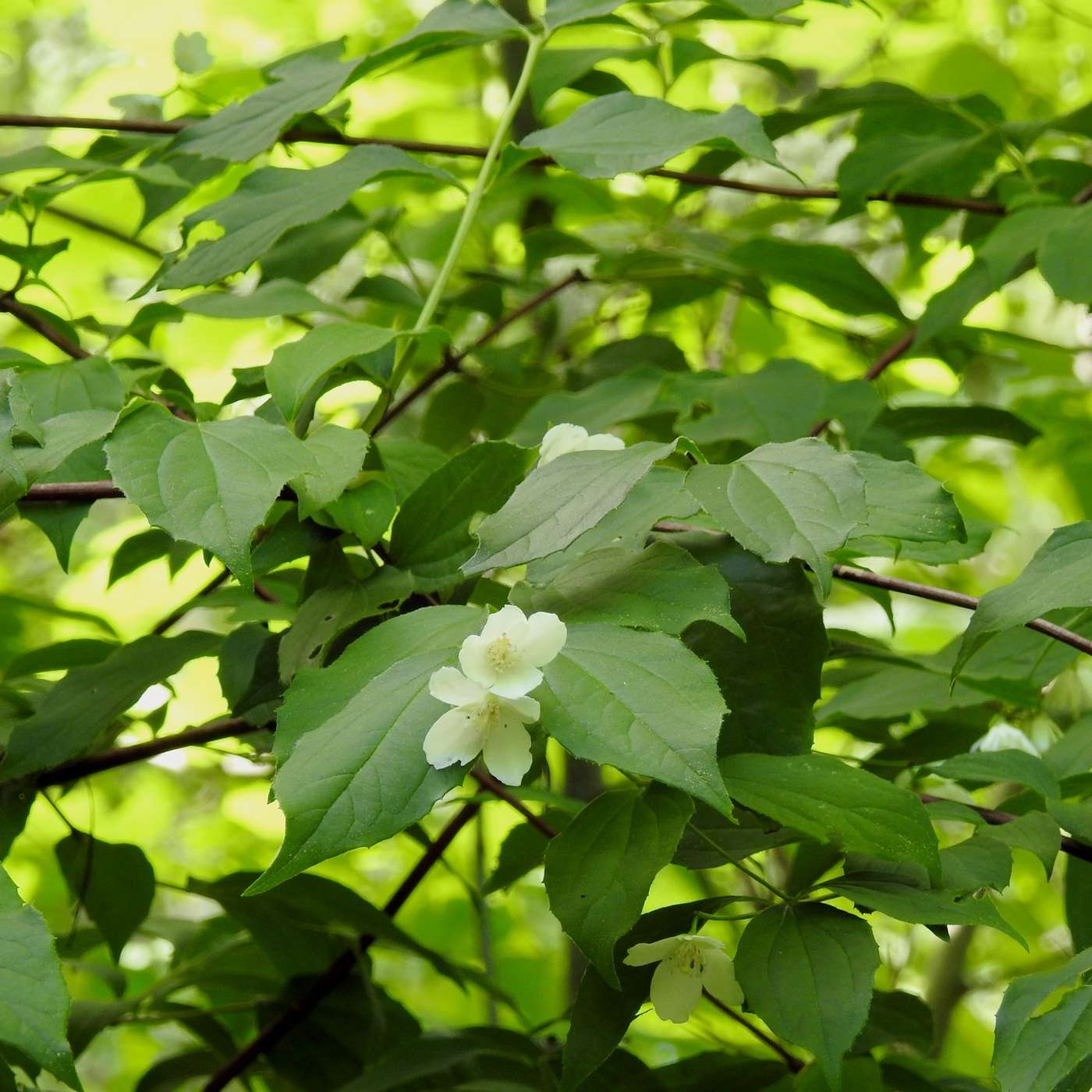 THE SINGLE MOCK ORANGE