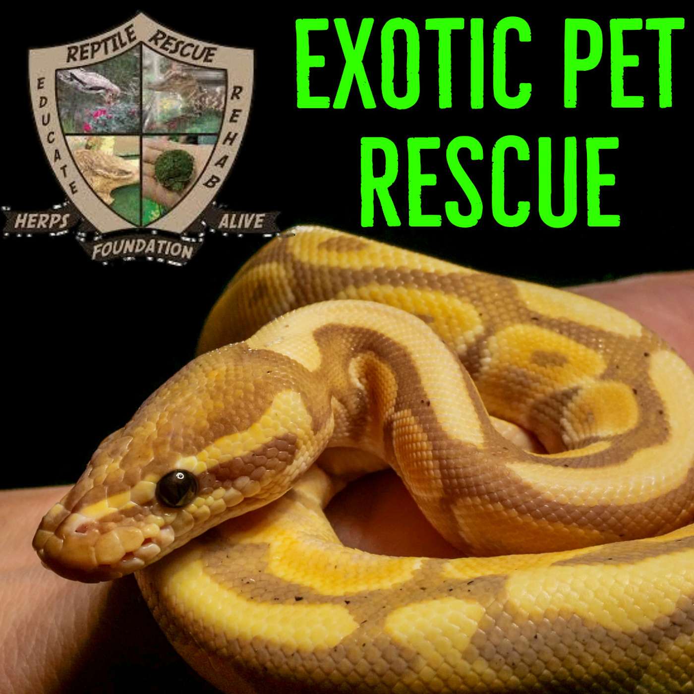 Saving Snakes & MORE - Herps Alive Exotic Pet Rescue