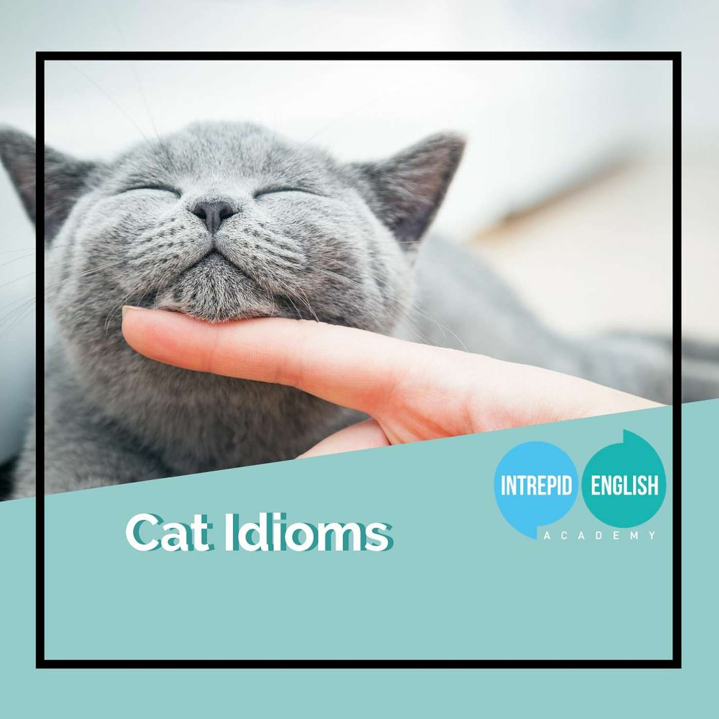 Cat Idioms