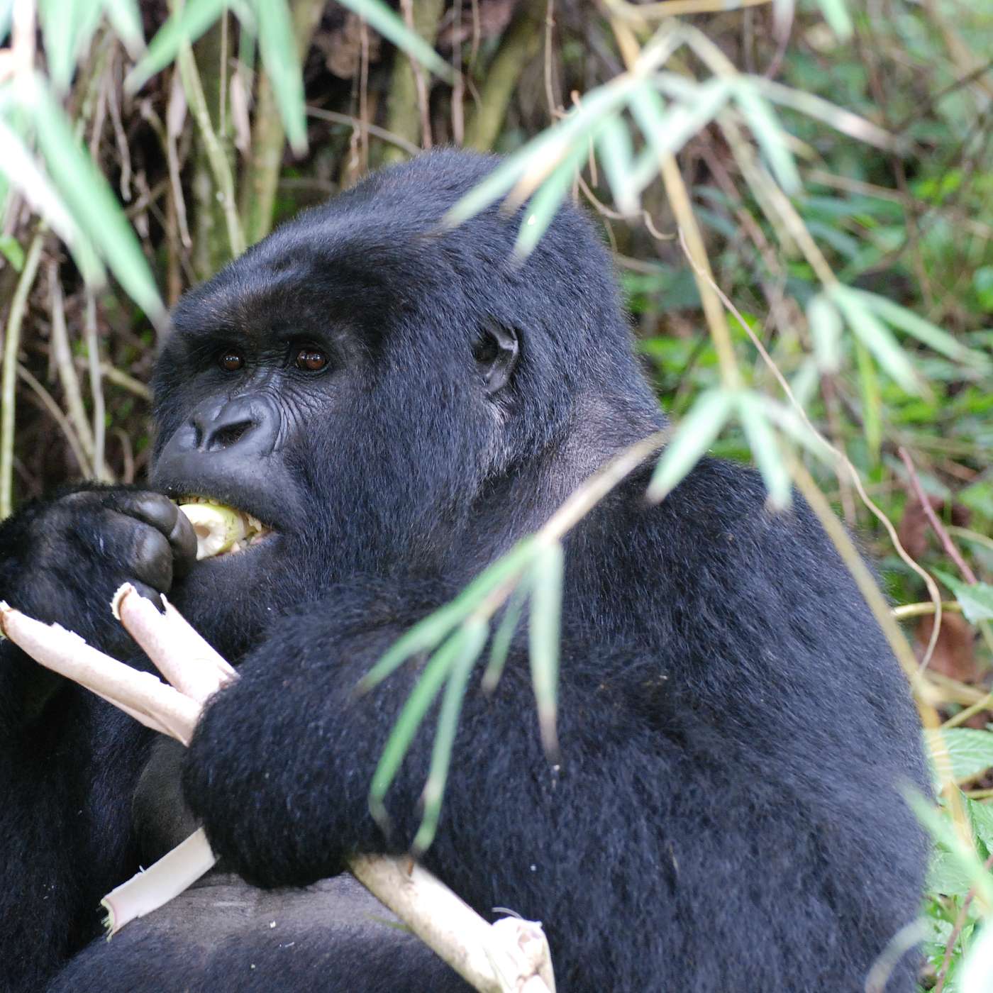 Mammalwatching