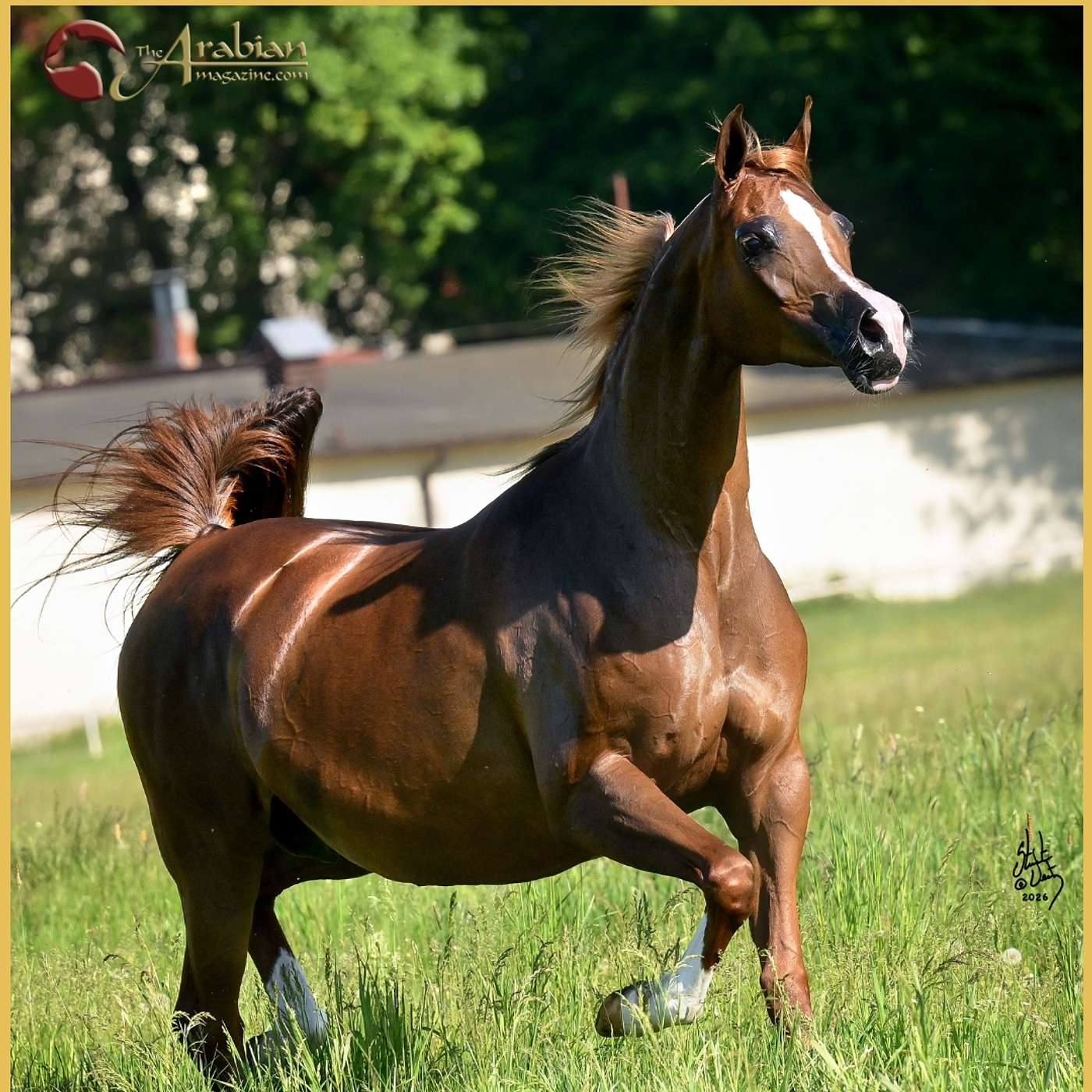 Ep 40 - Polish Arabian Horse Days 2026 episode artwork