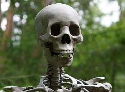 Bones