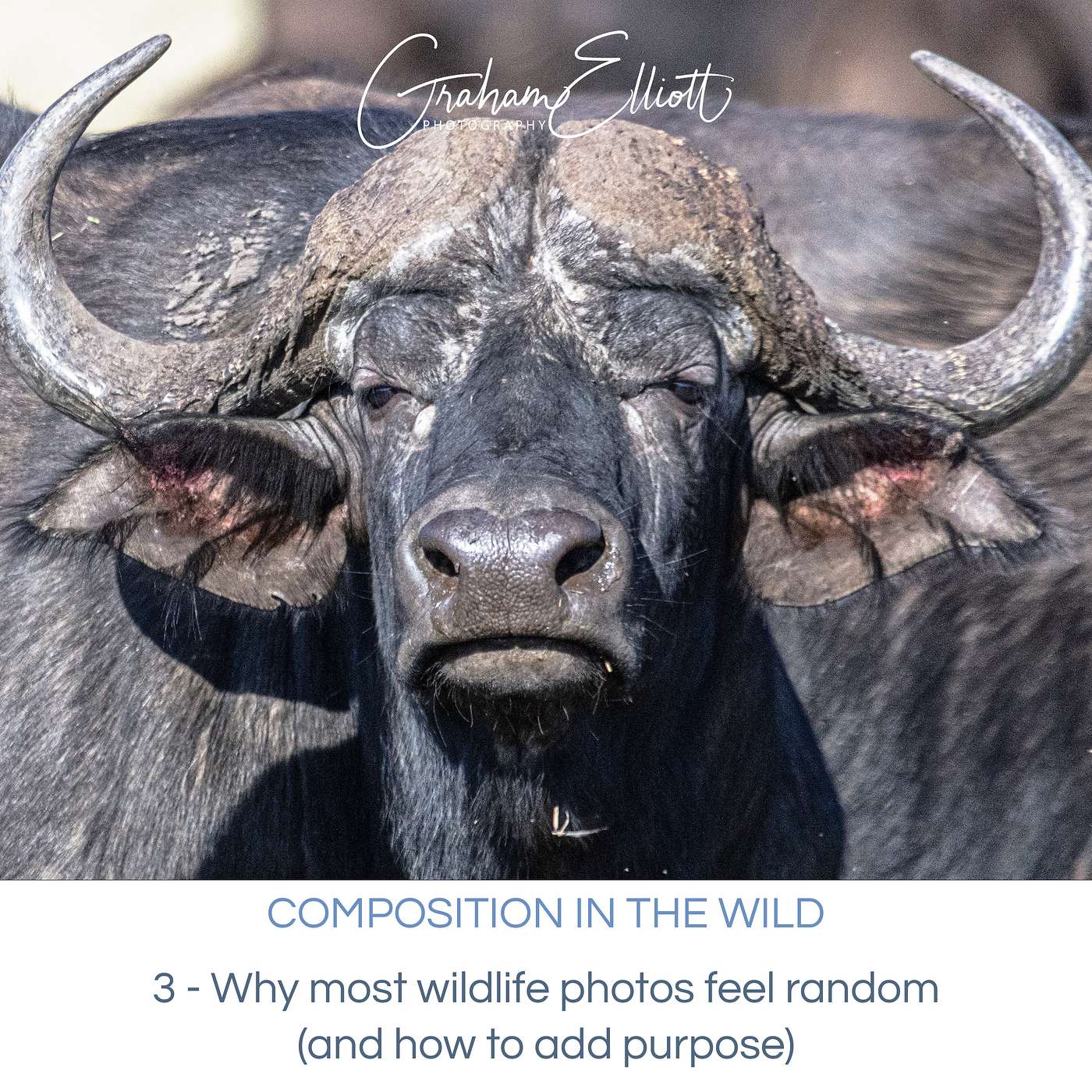 Composition in the Wild E3/4: Why most wildlife photos feel random (and how to add purpose)