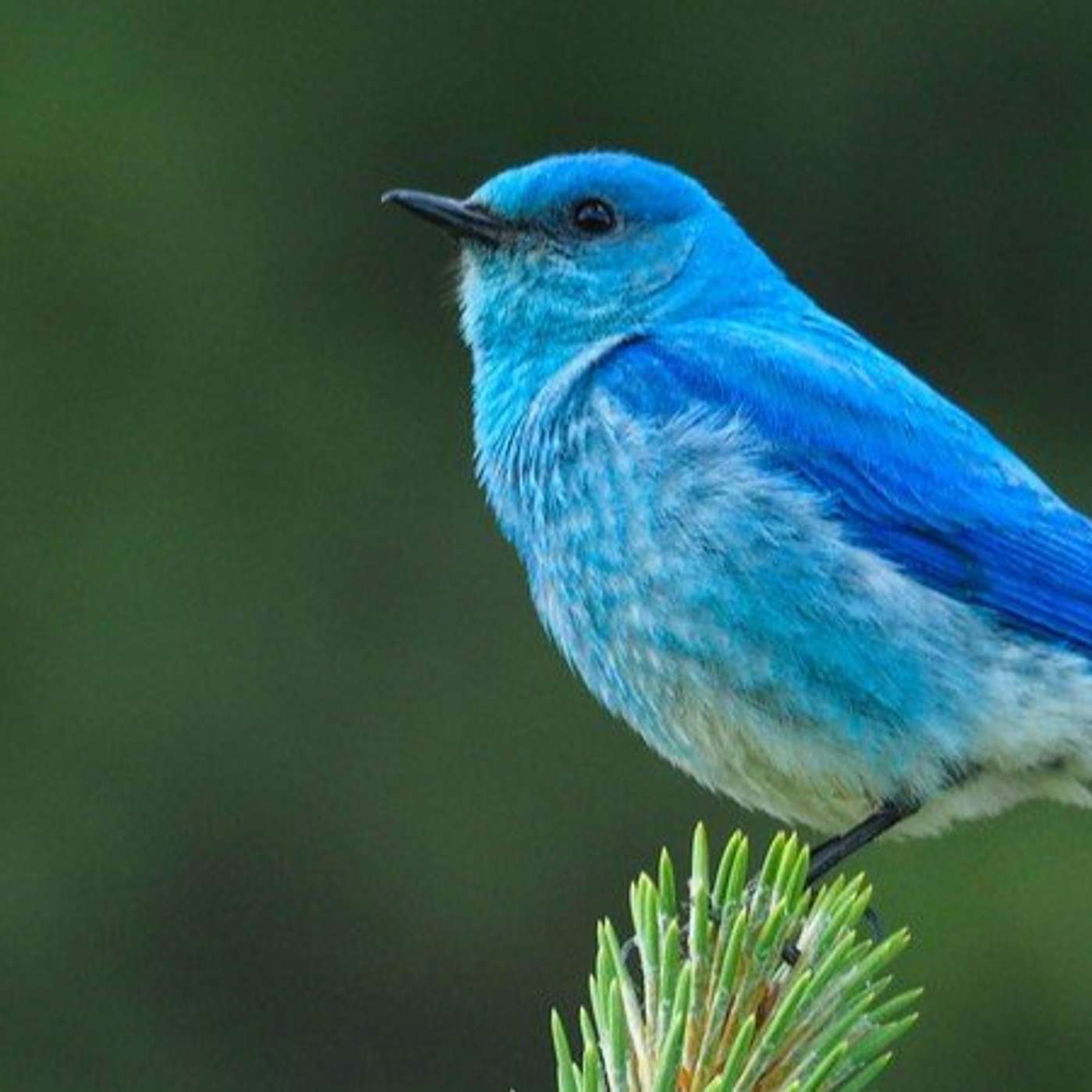 Doctoral Student Matt Jenkins Talks About His Bluebird Research in Northern Arizona