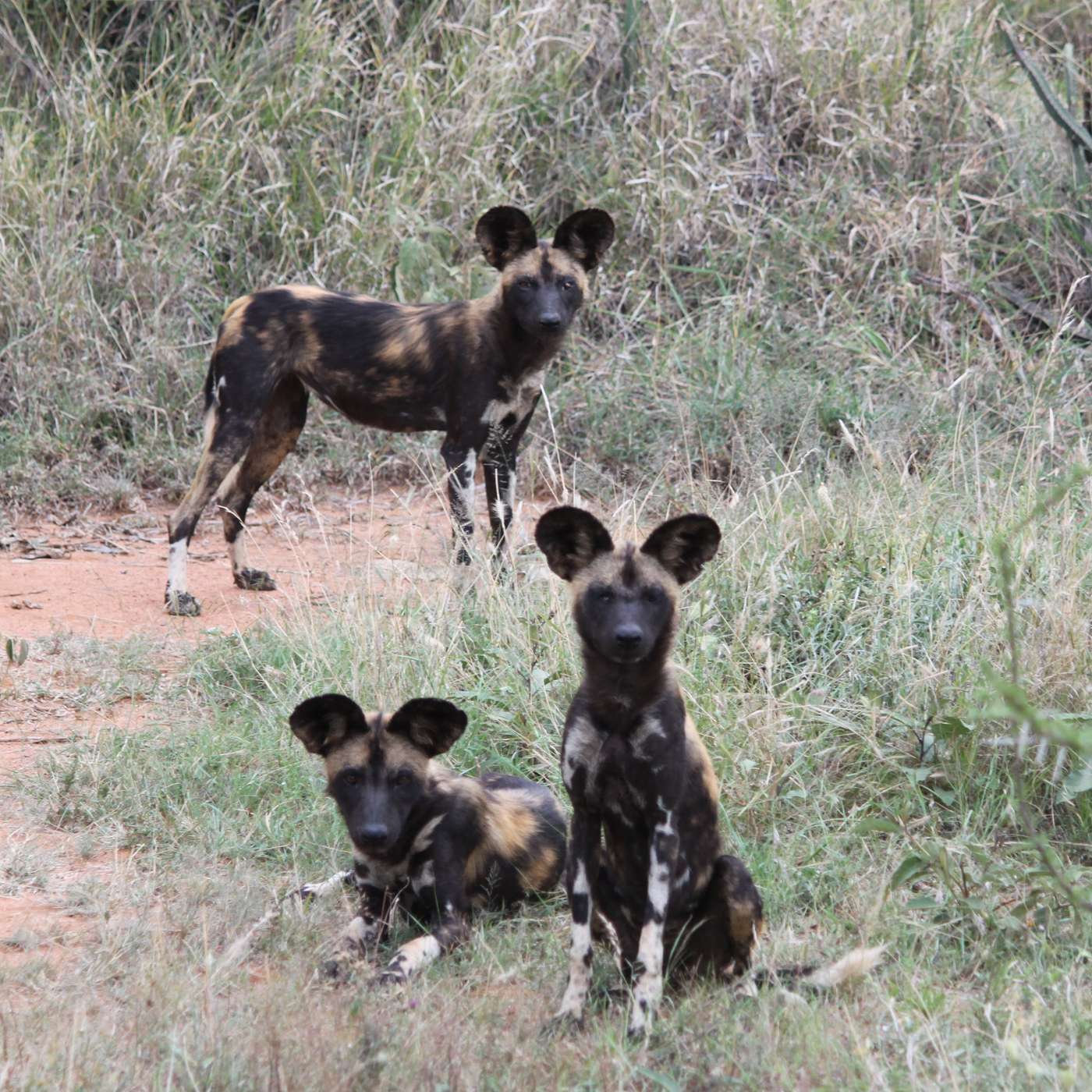 Mammalwatching