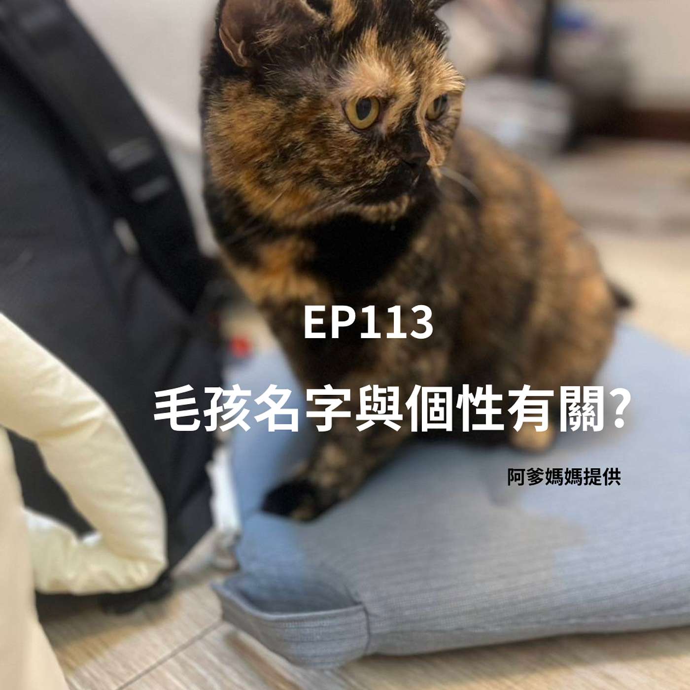 【Podcast】EP113寵物名字會影響個性嗎？您家孩子叫啥？寵物美容師&溝通師的觀察(柚子貍&安妮動物園/從0到1媒體人X斜槓) episode artwork