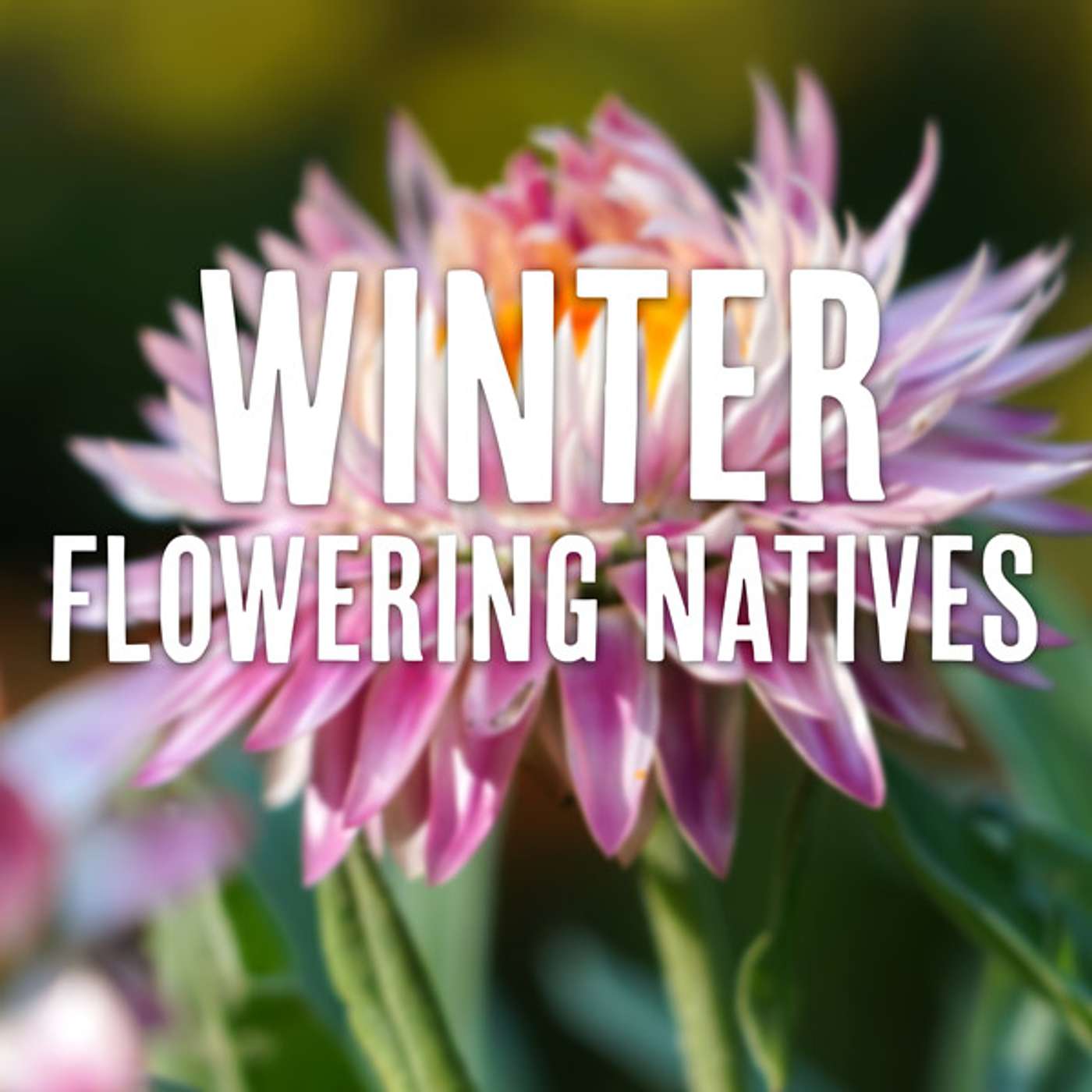 Show Stopping Colour: Australian Natives