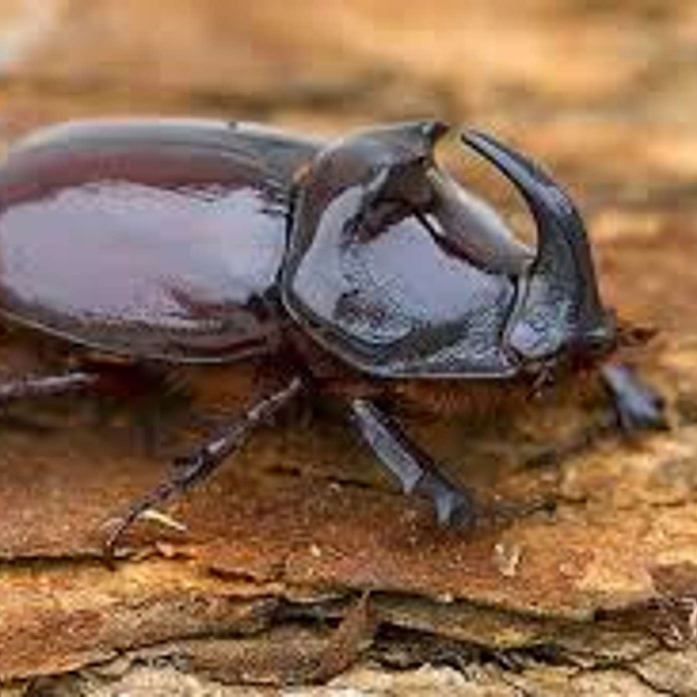 Amici per il pelo, il mondo degli animali visto e raccontato da una veterinaria