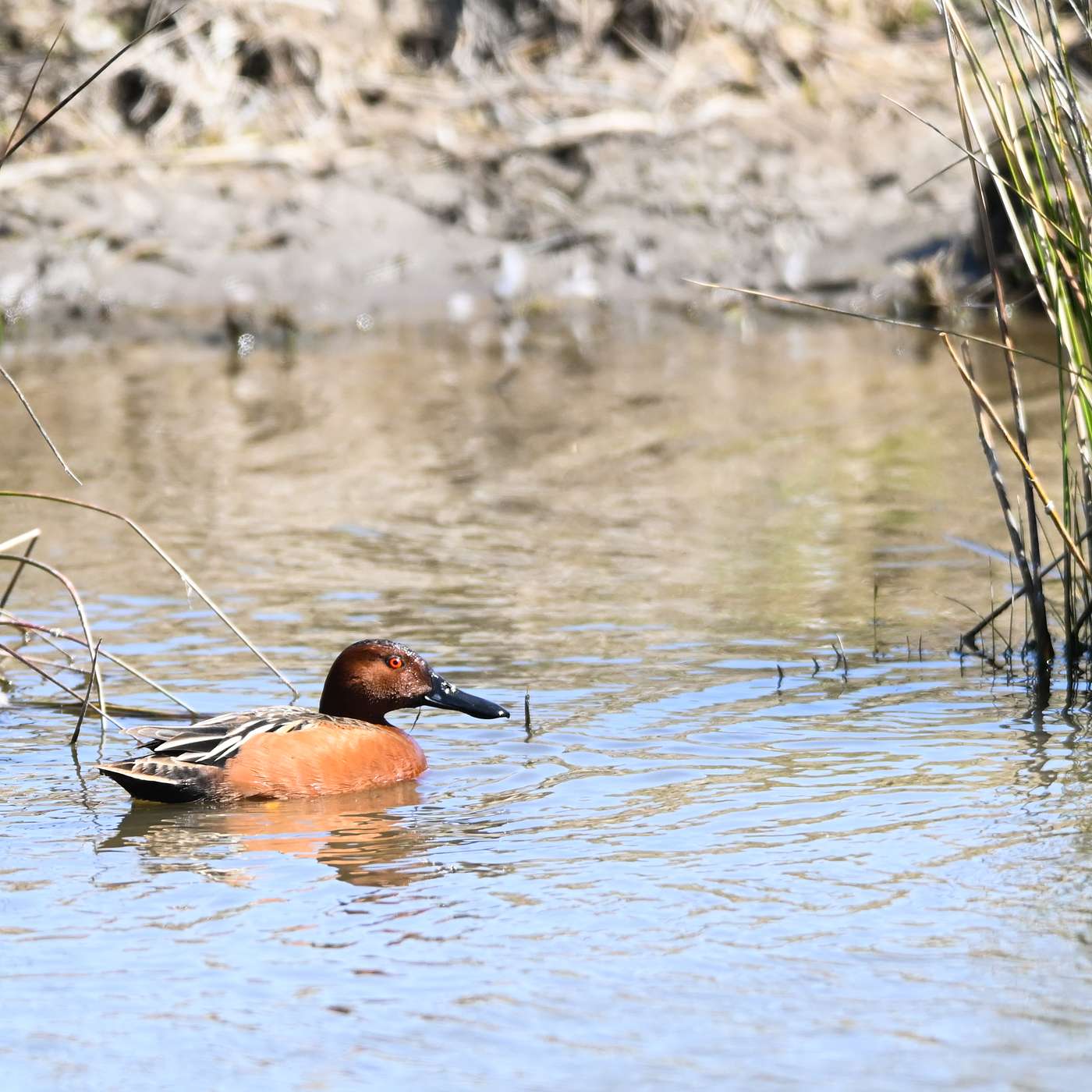 Stories from California Cattle Country