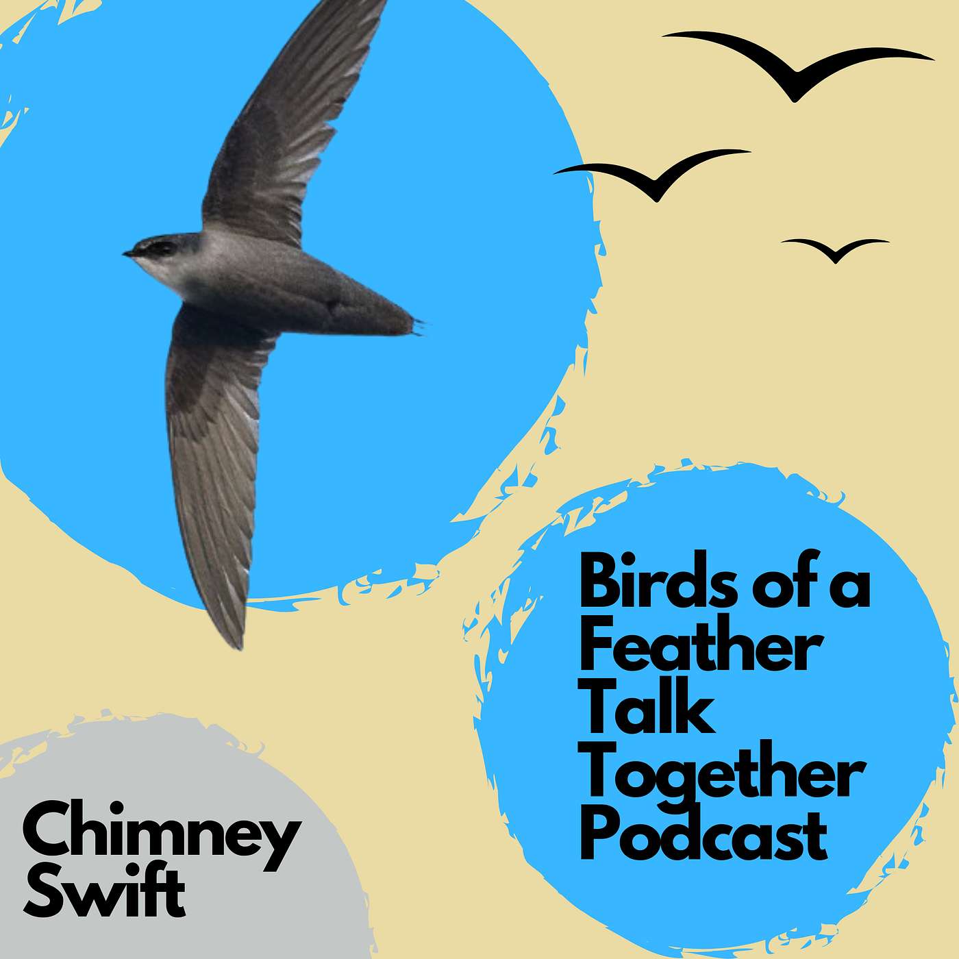 154: Chimney Swifts: The Birds That Almost Never Stop Flying 🐦 episode artwork