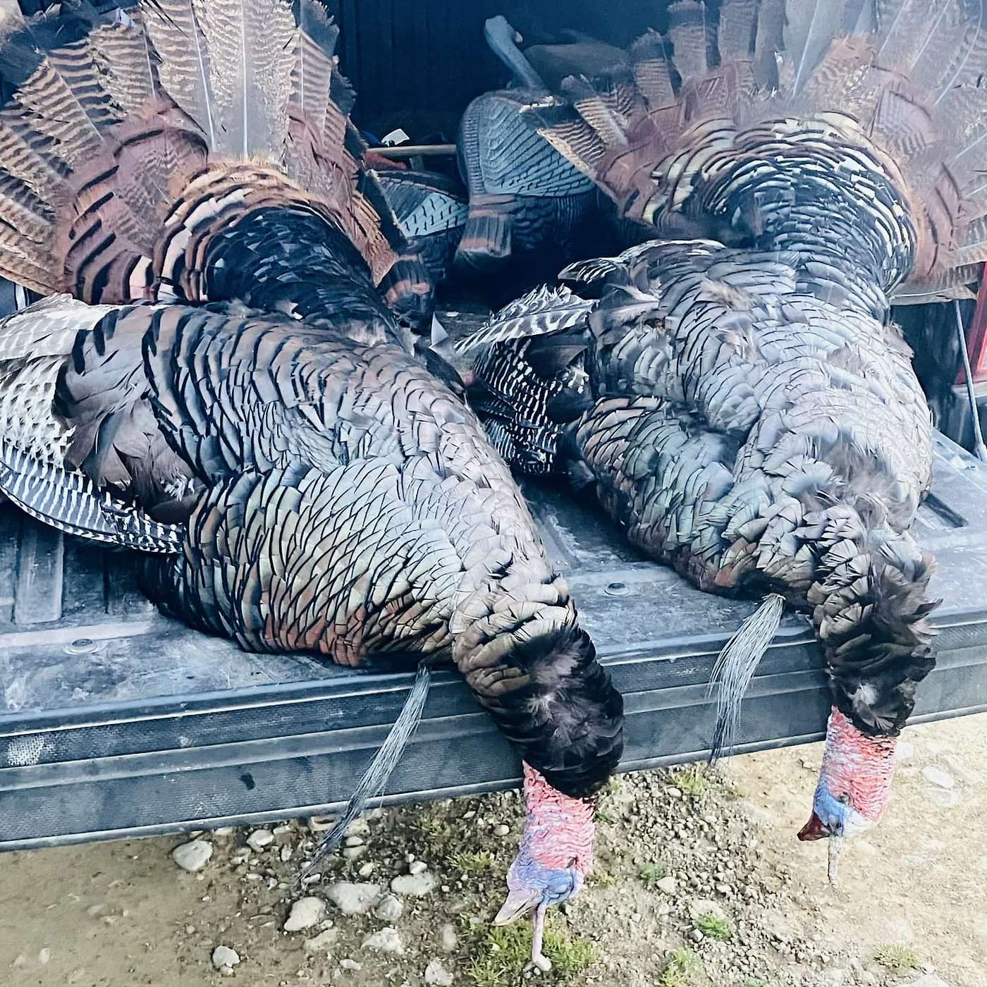 Ep.24 From Moose Tags to Turkey Dinners: A Hunter's Journey episode artwork