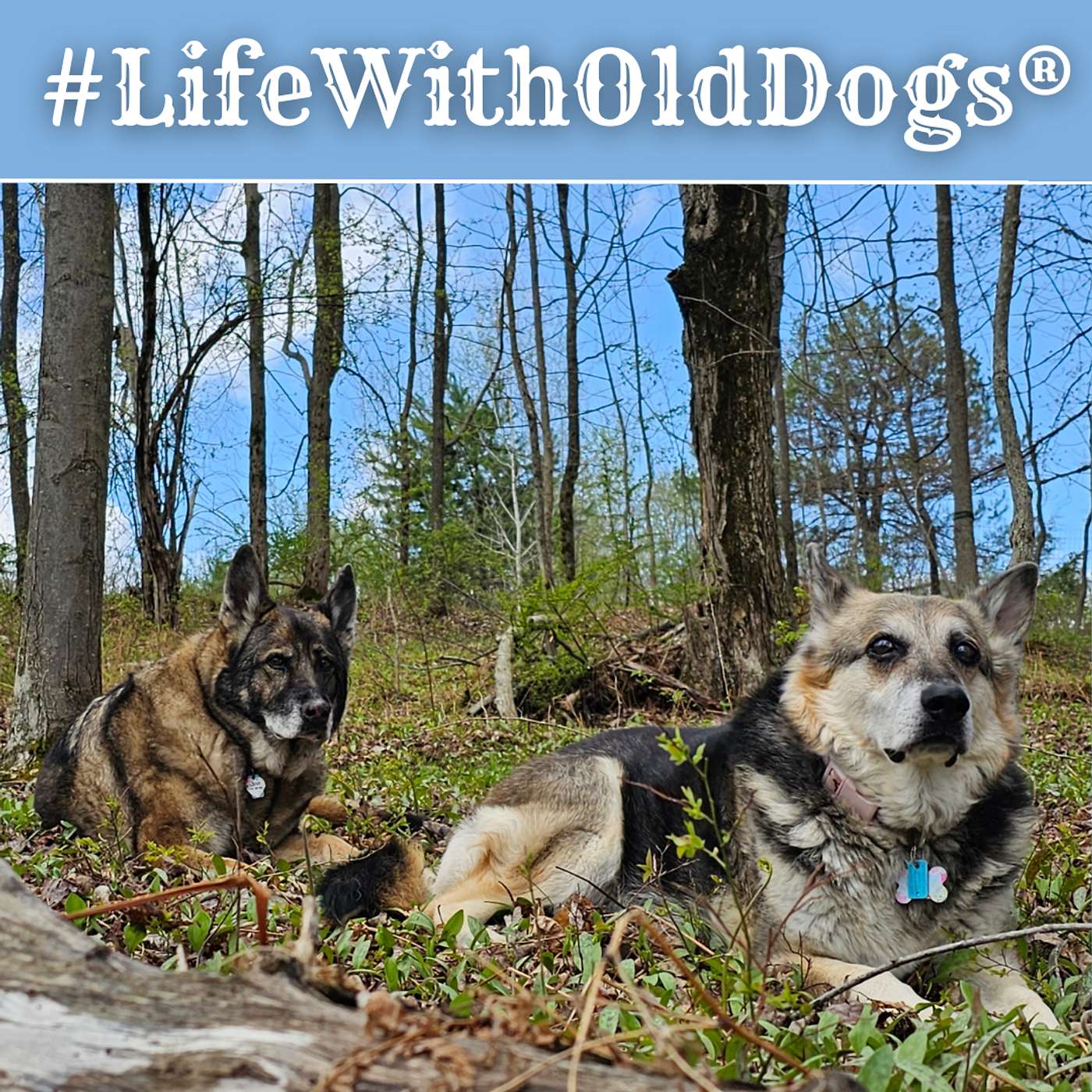 #Lifewitholddogs Podcast