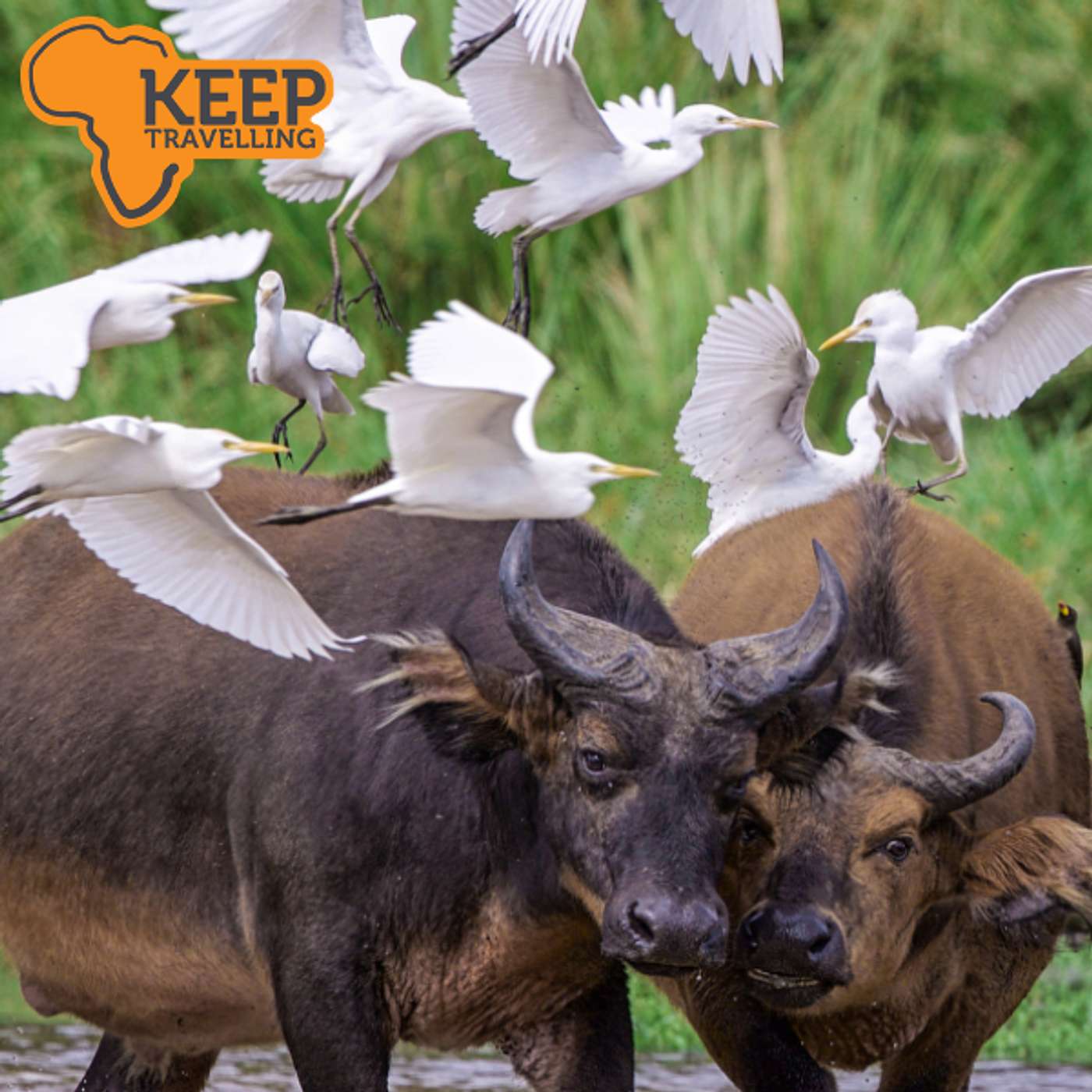 Kamba Africa: Deep Into the Congo Rainforest