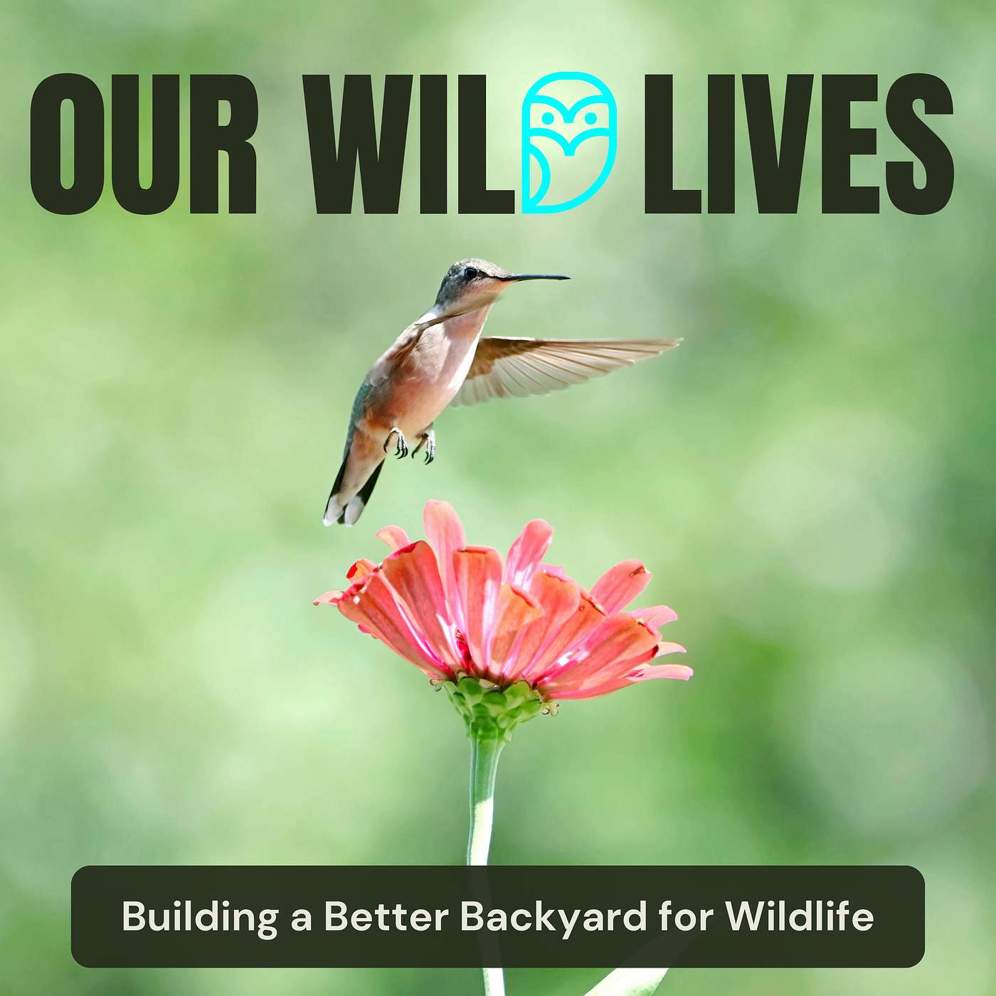 Building a Better Backyard for Wildlife