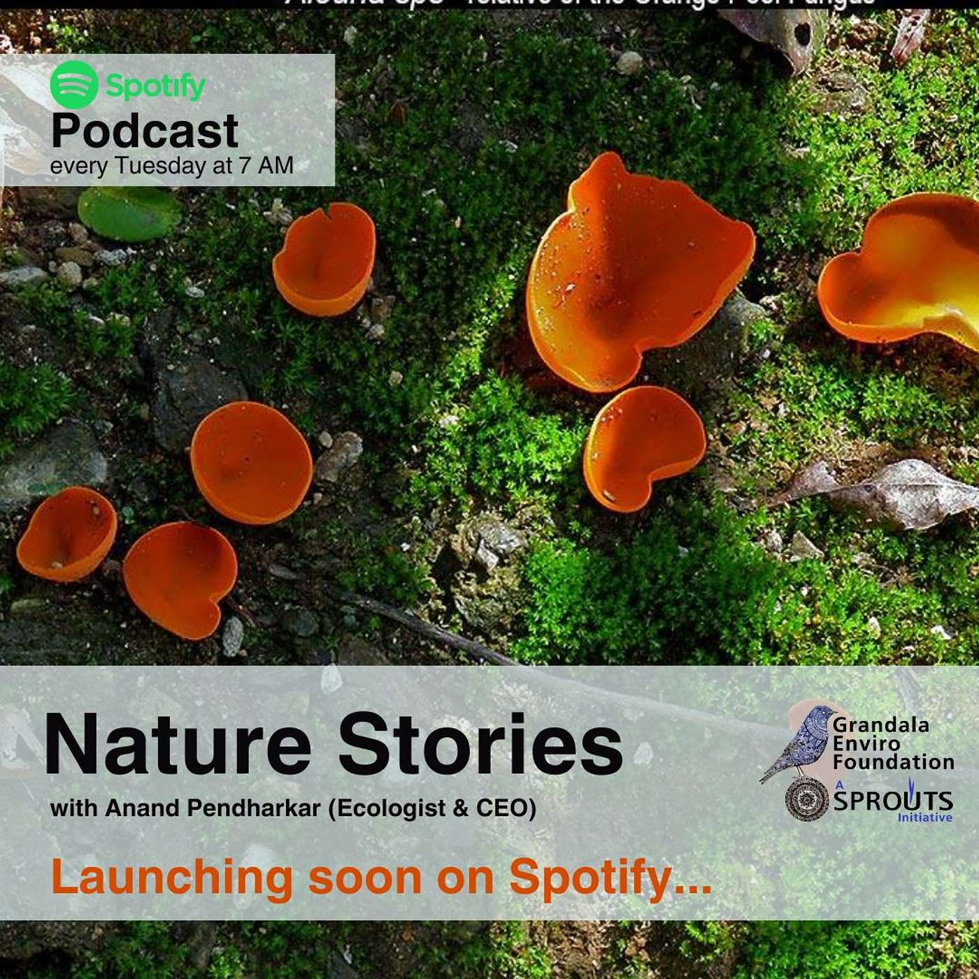 Nature Stories