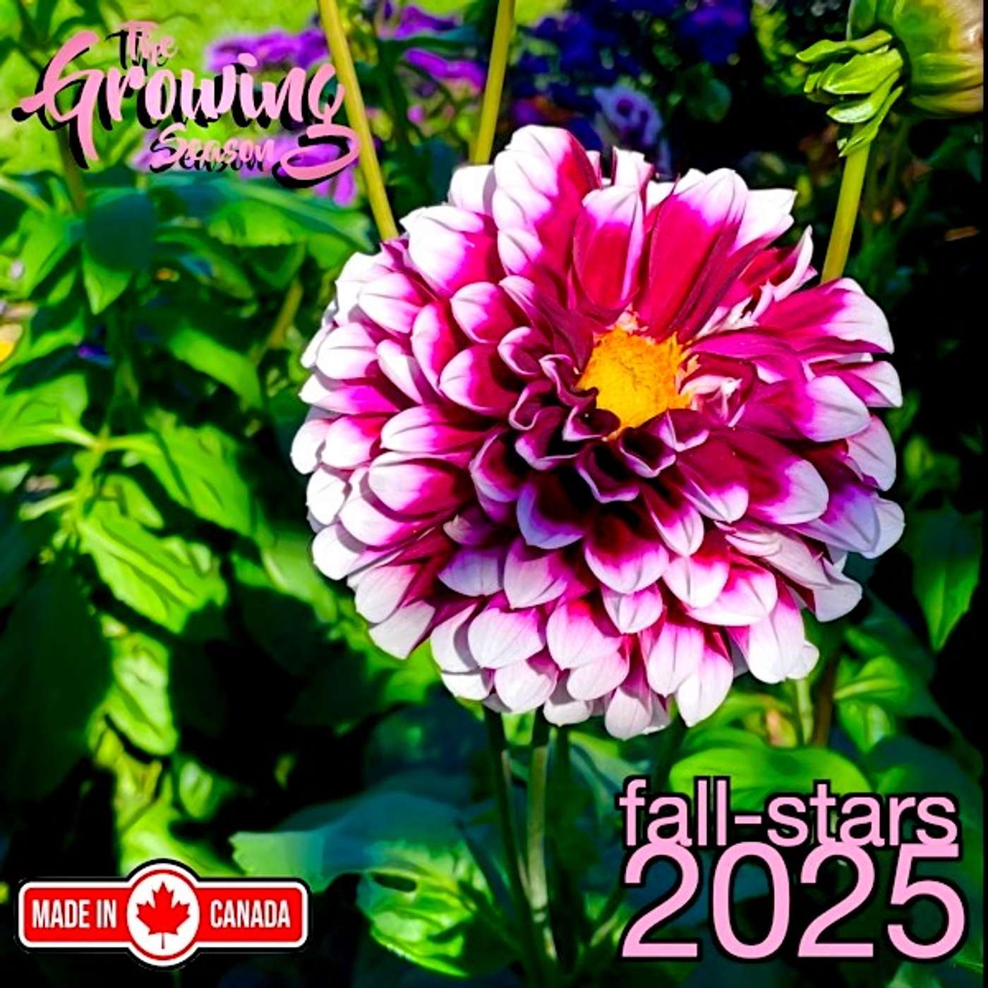 The Growing Season, Oct. 4, 2025 - Fall-Stars 2025