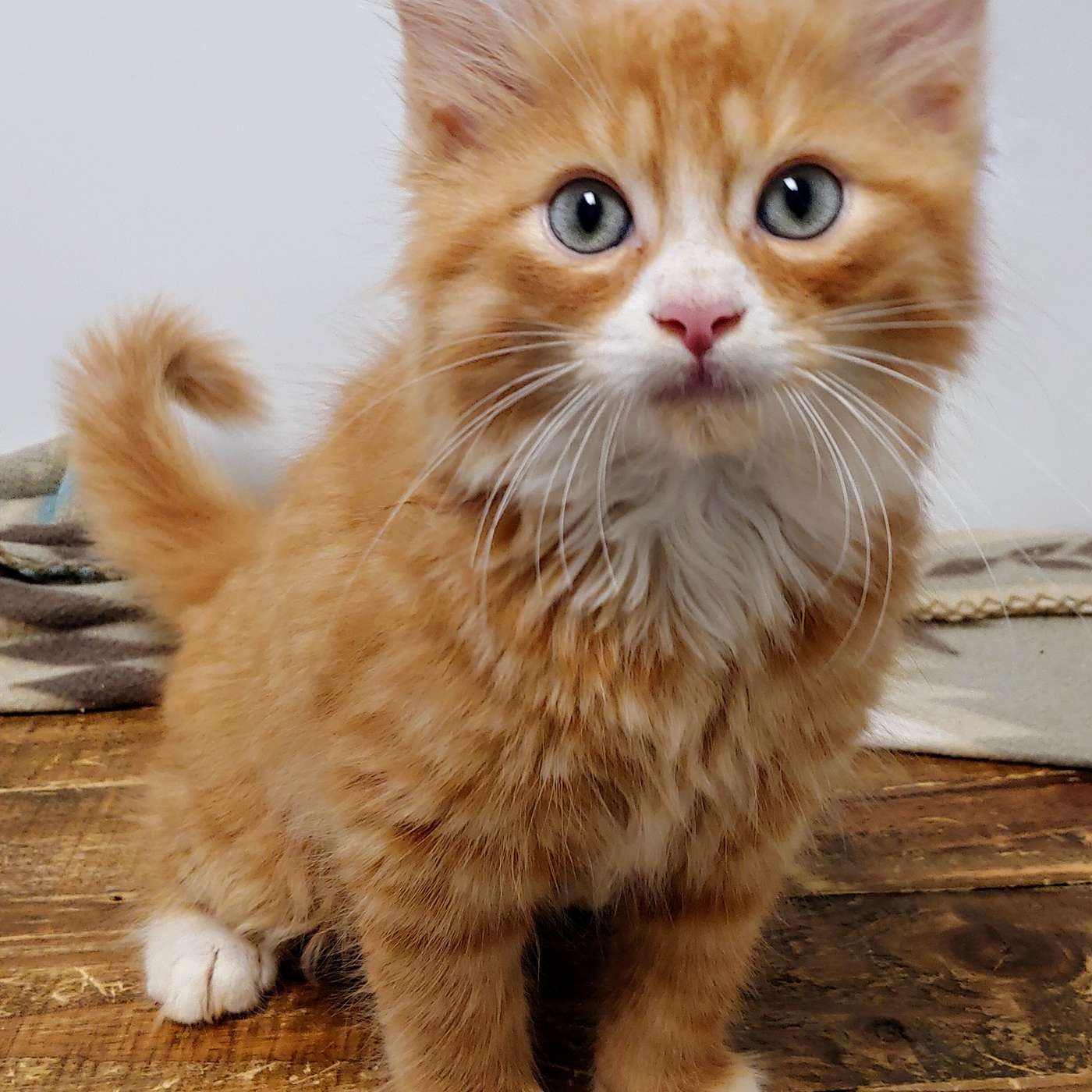 Kitten Palooza! Kitten Central. So many kittens at the SPCA Serving Allegany County!