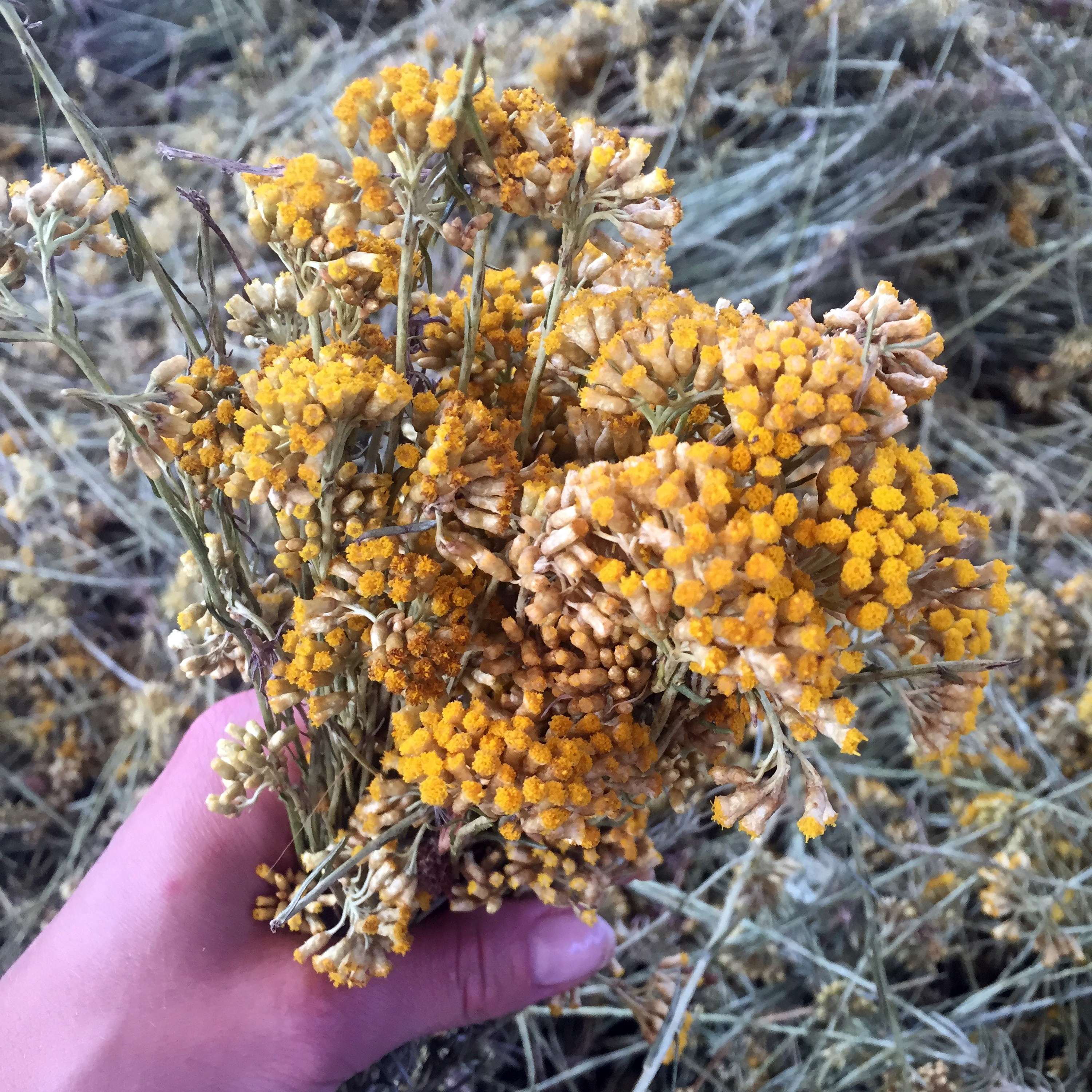 Essential Oils and Plant Intelligence