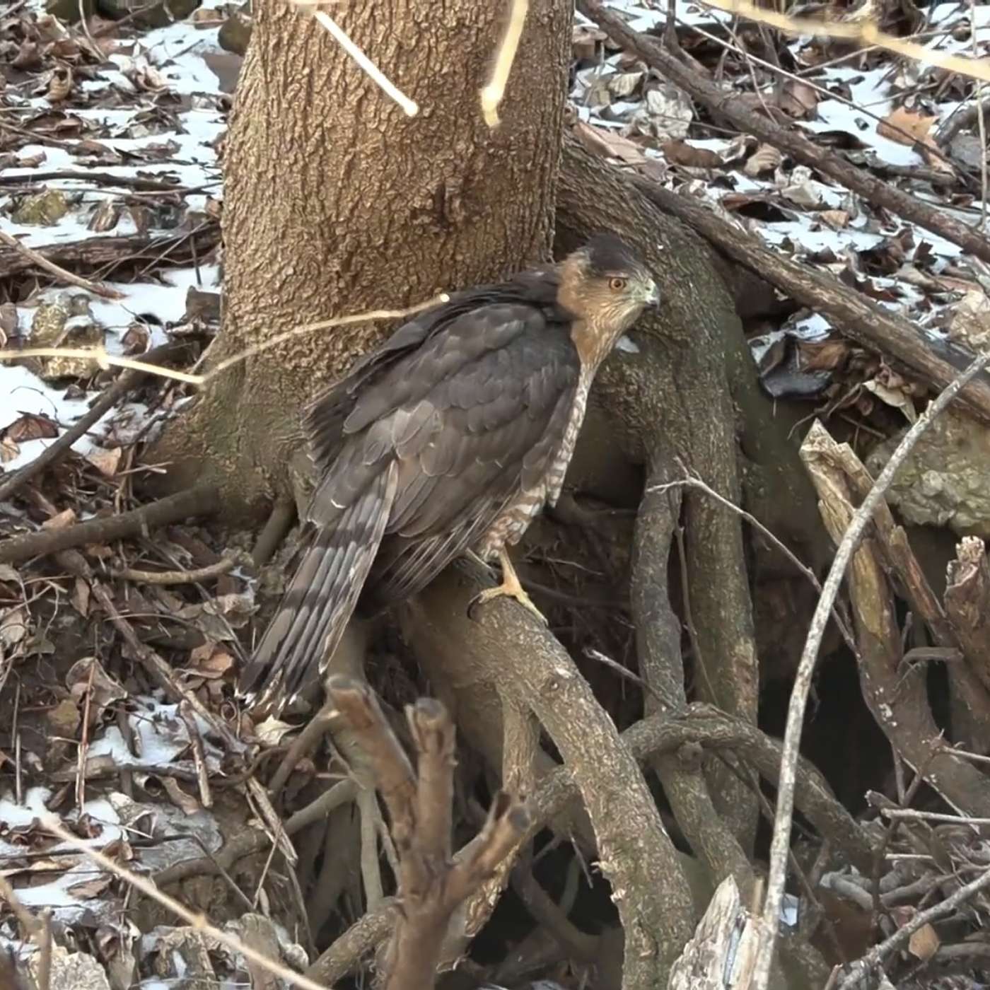 Episode 48: Rescuing Injured Raptors
