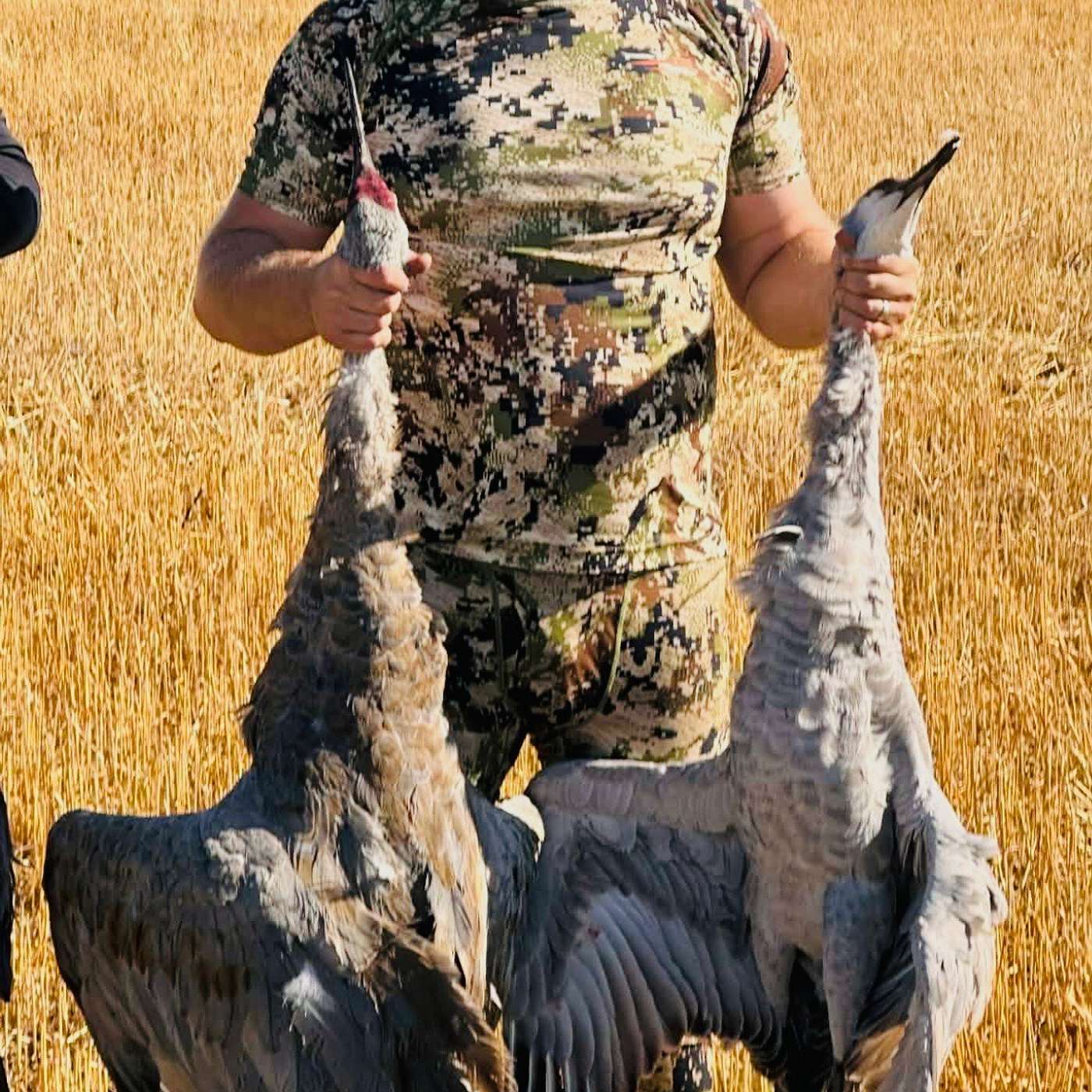 From Prairie Skies To Plate: Hunting, Habits, And Flavor Of Sandhill Cranes From Prairie Skies To Plate: Hunting, Habits, And Flavor Of Sandhill Cranes
