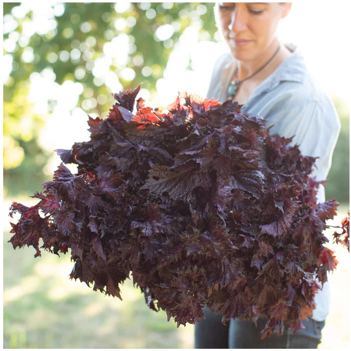 Monday, January 12, 2026 -Booyah, it's a HOYA! π Monday, January 12, 2026 -Booyah, it's a HOYA! π