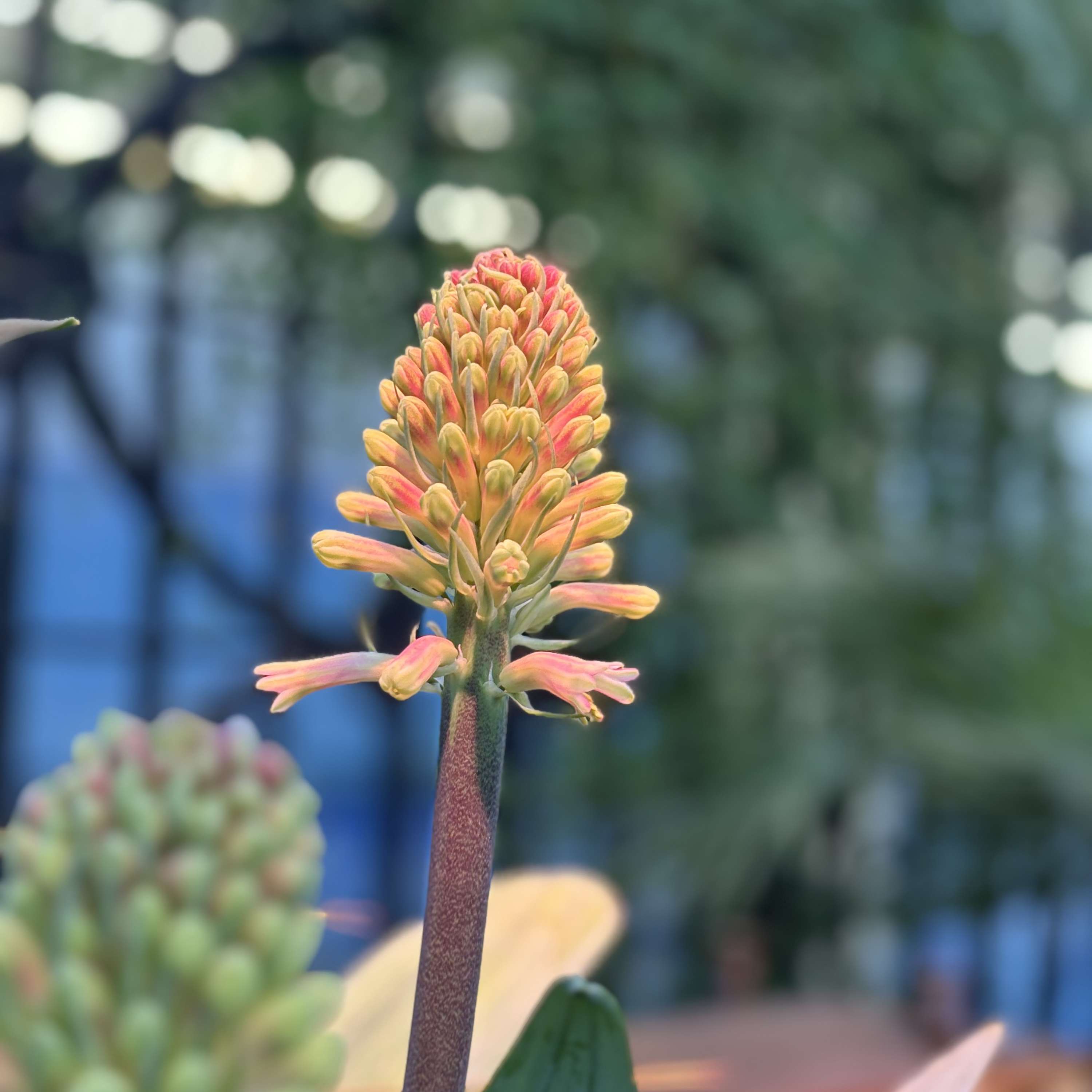 Sienna and friends podcast 