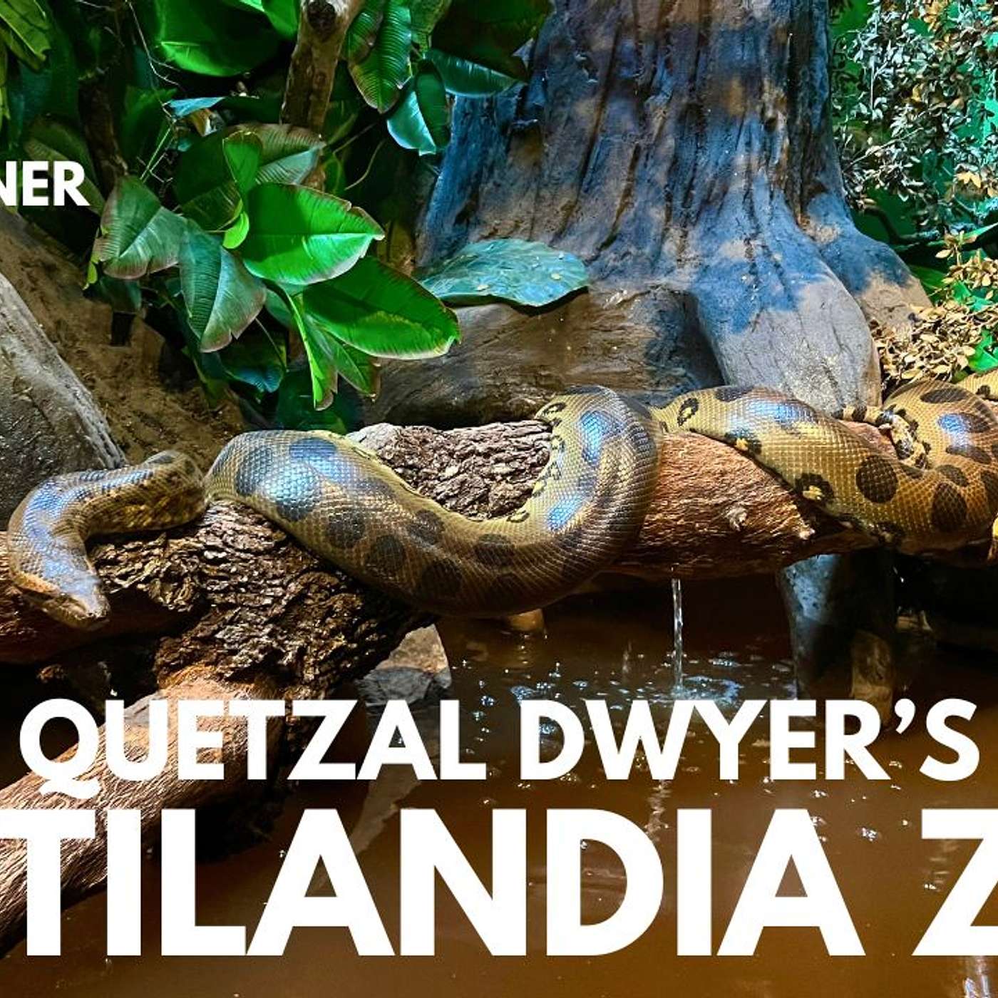 ARI FLAGLE & RYU TALK PROGRESS OVER AT REPTILANDIA ZOO LAGOON | KUSH'S KORNER