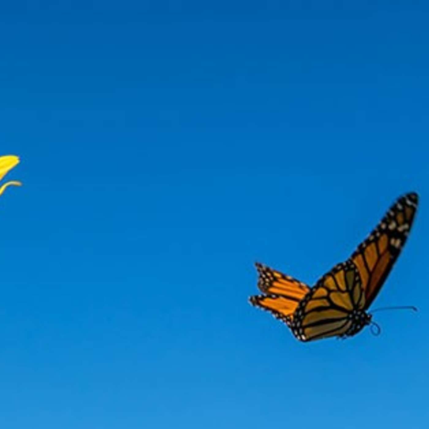 The Butterfly