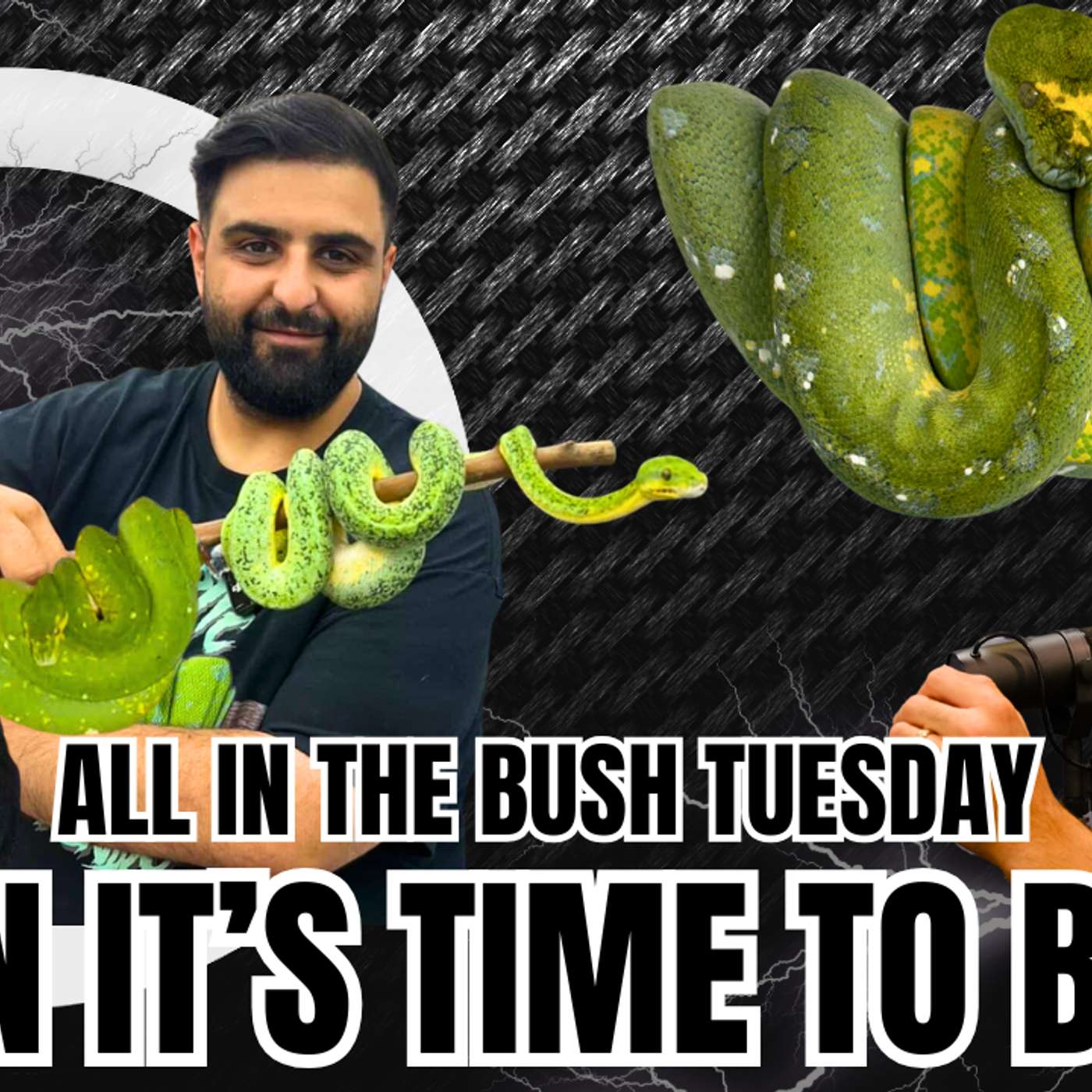 Chapter 10: Knowing When It's Time To Breed Your Green Tree Python | All In The Bush Tuesday episode artwork