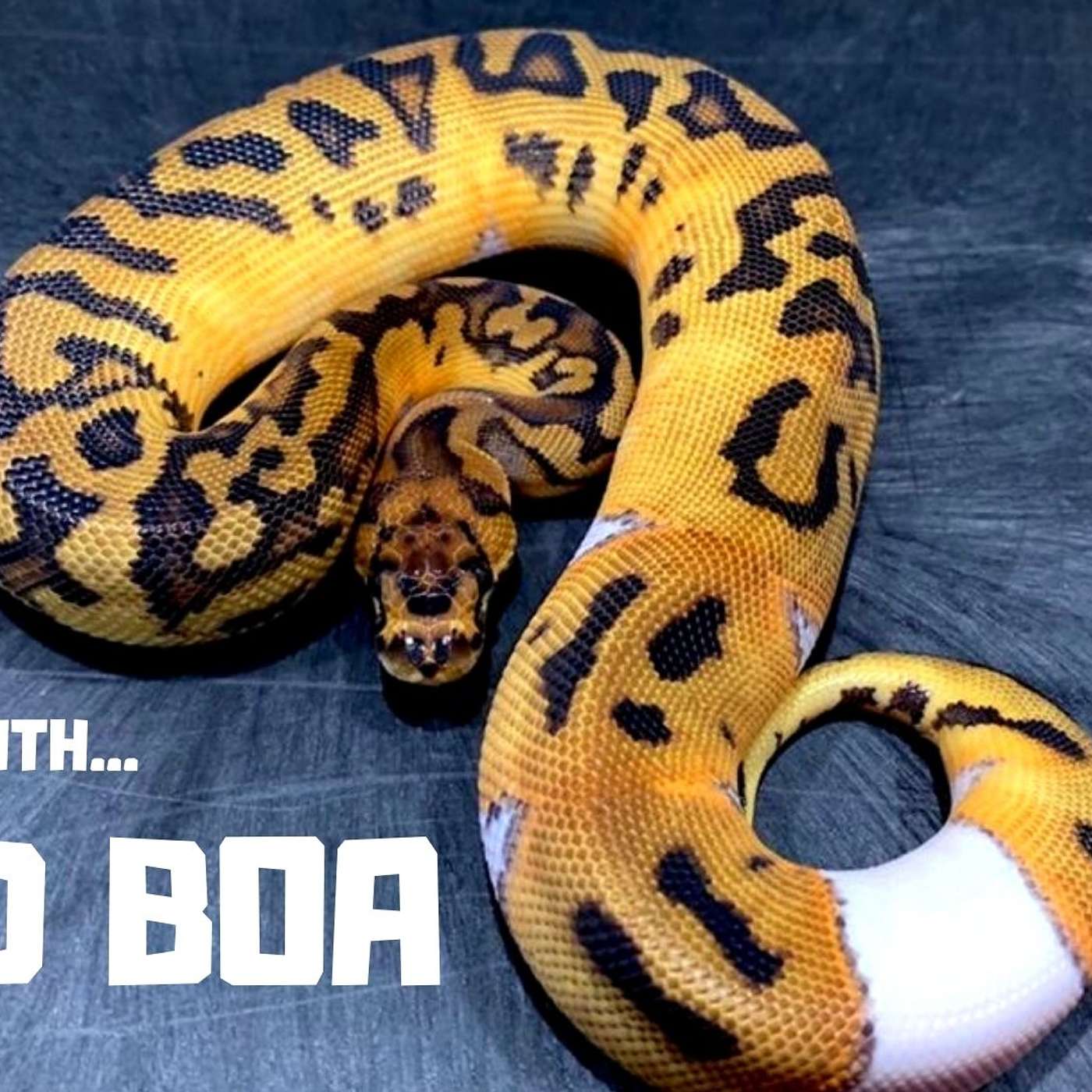 #37 BRAD BOA REPTILES | BALL PYTHON BREEDER | BOA BREEDER | TRAP TALK