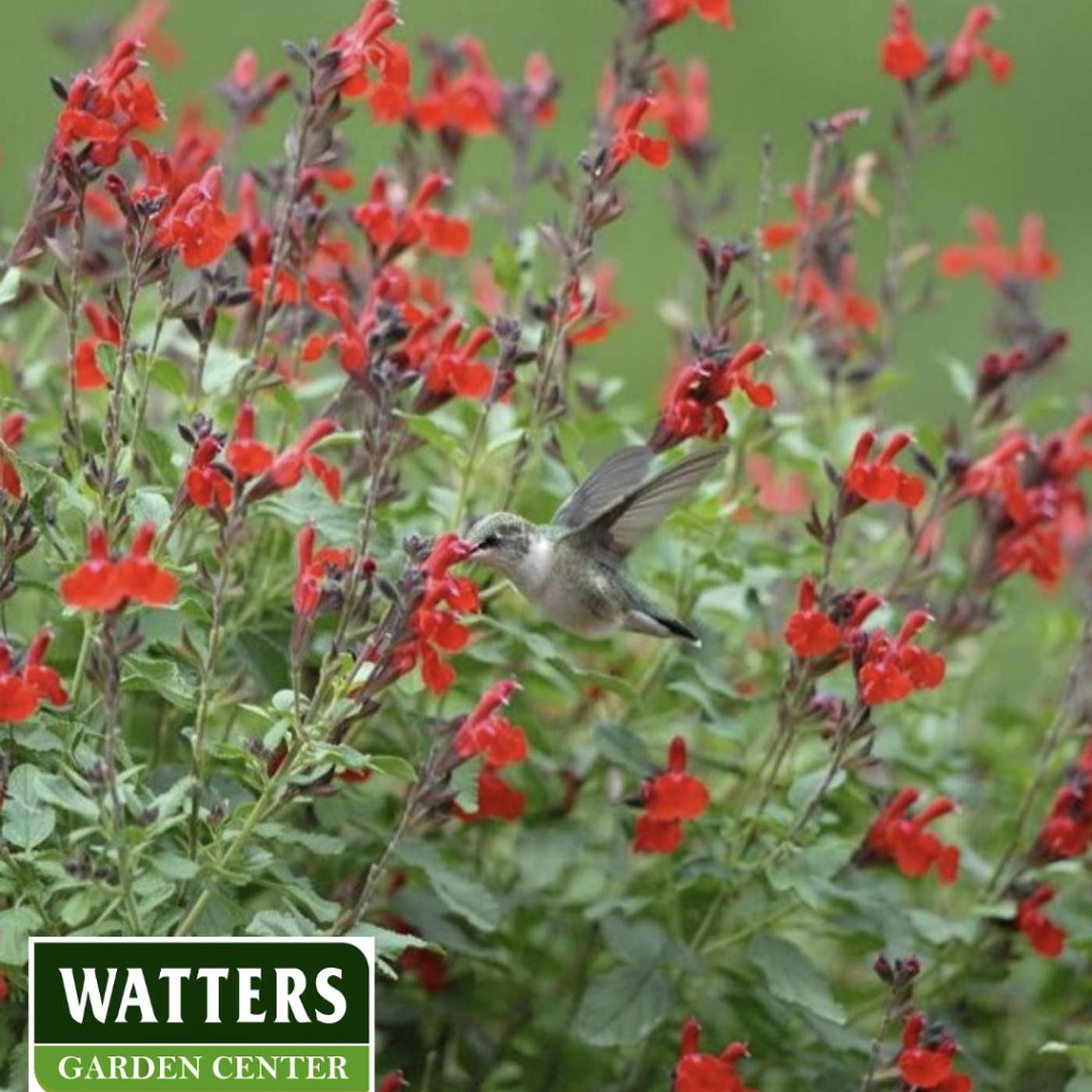 Native Plants for Easy Care Landscapes