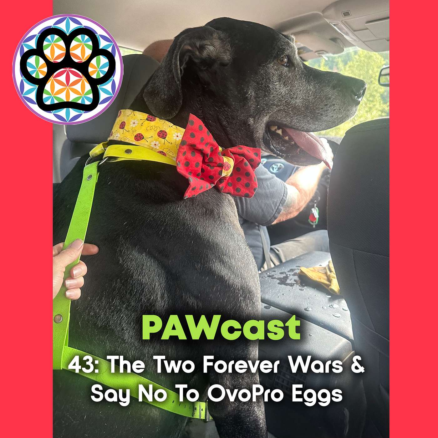 43: Two Forever Wars & Say No To OvoPro Eggs episode artwork