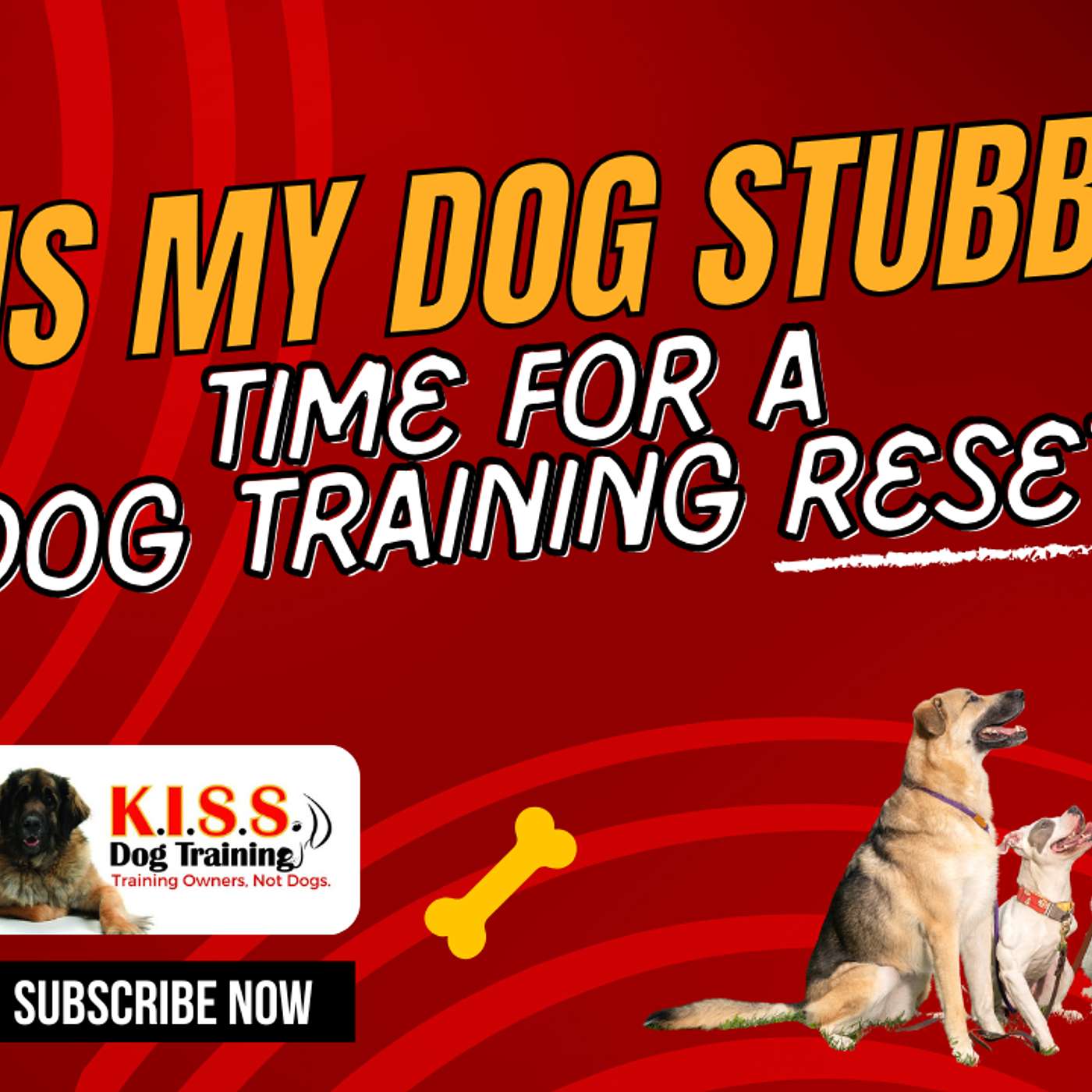 Why is my dog stubborn? Time for a Dog Training Reset... Season 7 - Eps 51 Why is my dog stubborn? Time for a Dog Training Reset... Season 7 - Eps 51