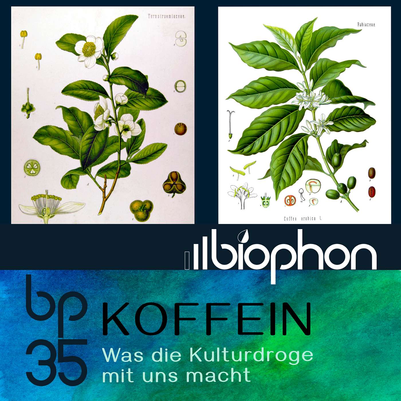 bp35: Koffein - Was die Kulturdroge mit uns macht