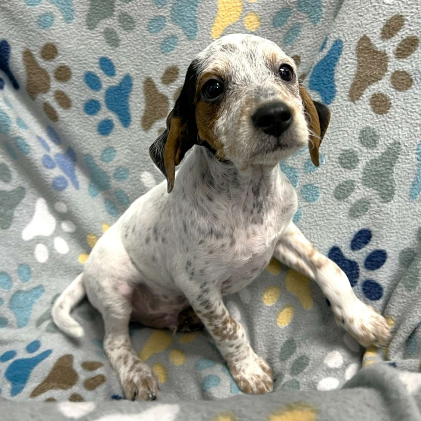 Puppy Perfection Alert! 🚨 Meet Deacon, the 2-Month-Old Who Loves Kids, Dogs, AND Cats! 🐾 episode artwork