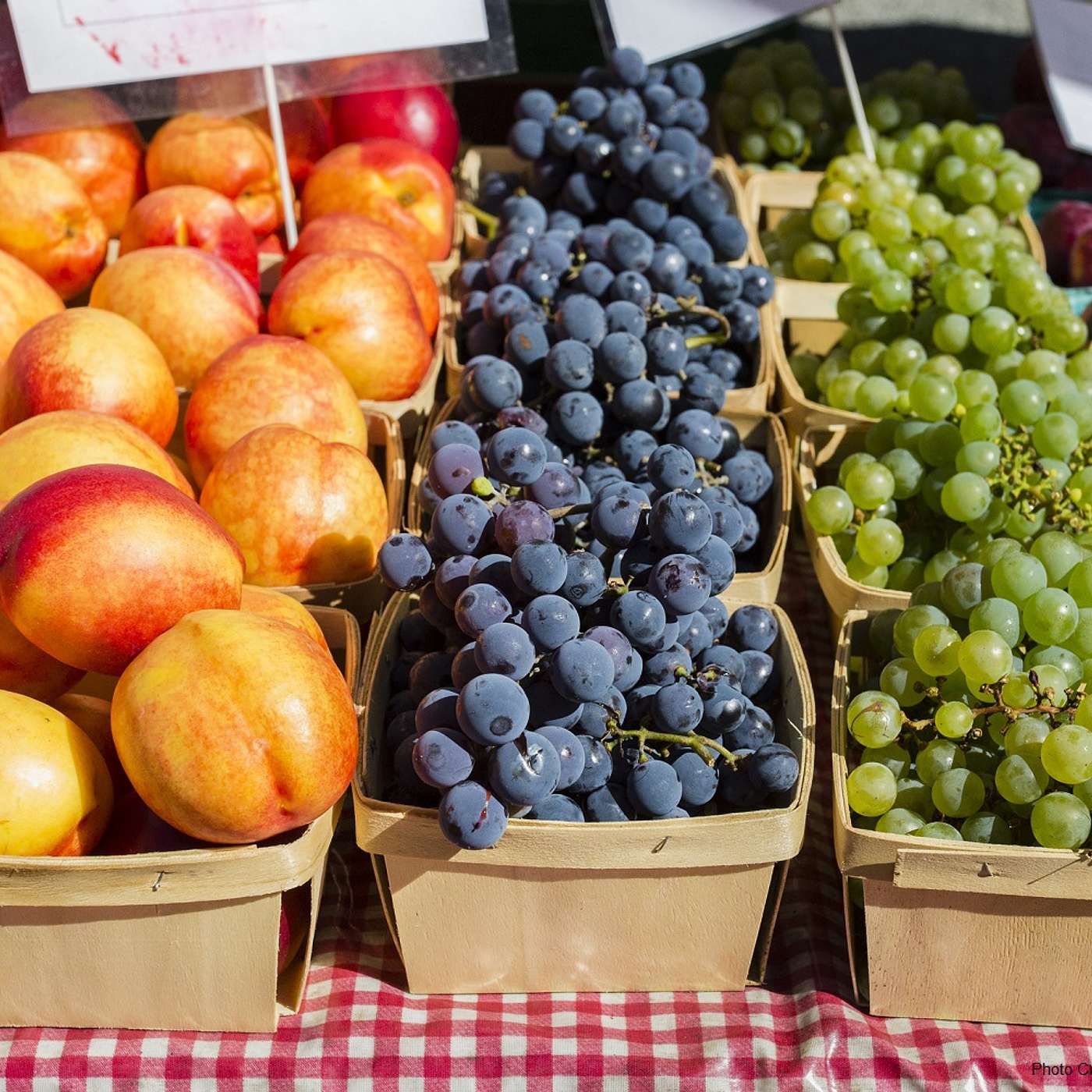 The American Fruit Farmer
