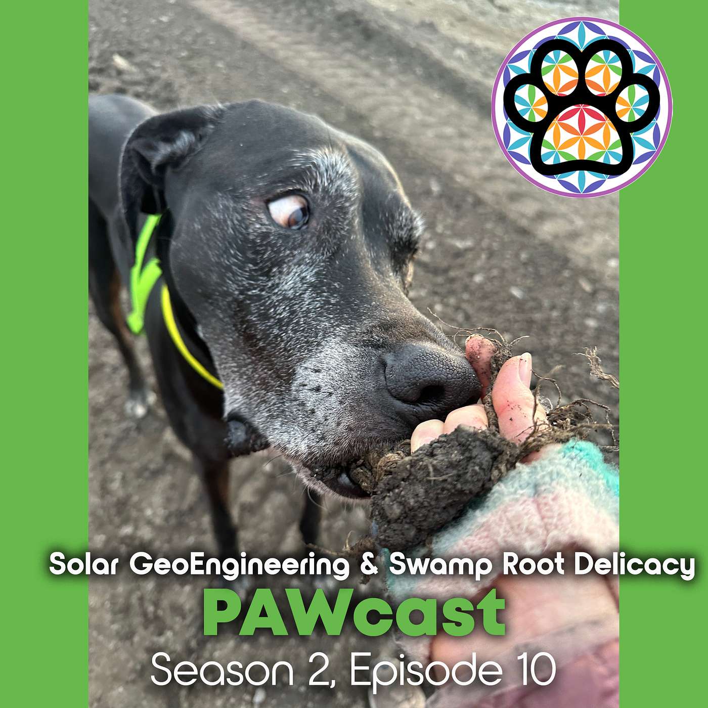 Solar GeoEngineering & Swamp Root Delicacy episode artwork