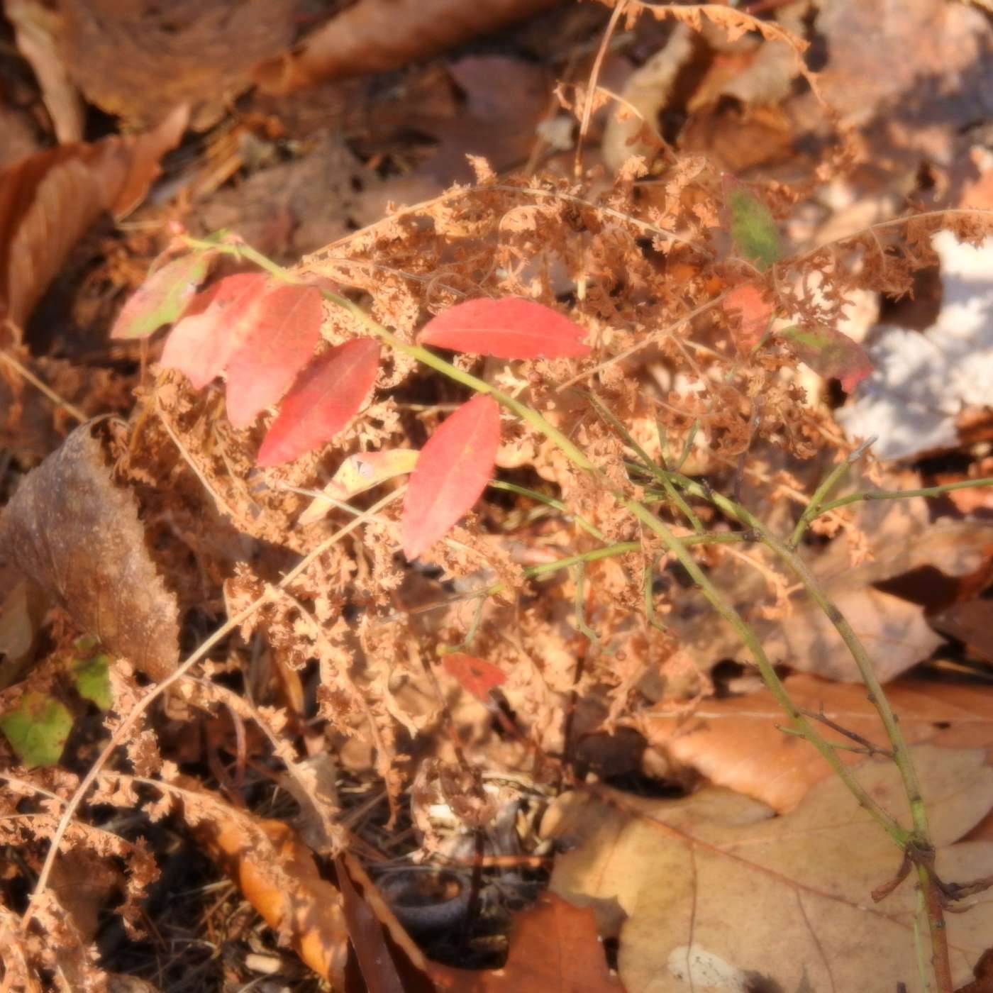 RED BLUEBERRY LEAVES
