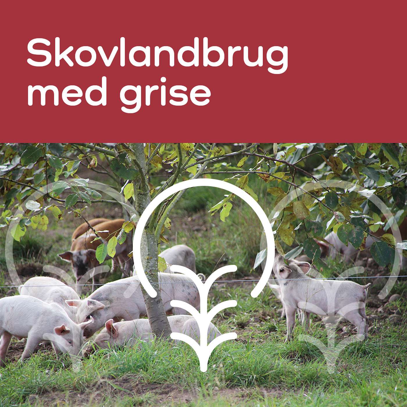 ØKO-LYD
