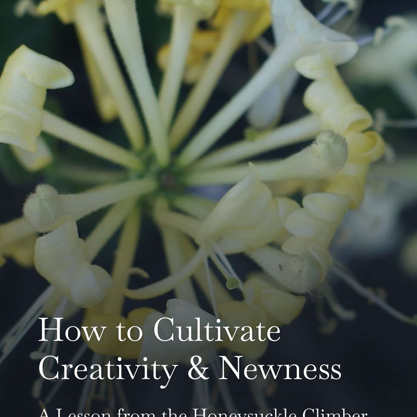 How to Cultivate Creativity and Newness: A life lesson from the Honeysuckle Climber episode artwork