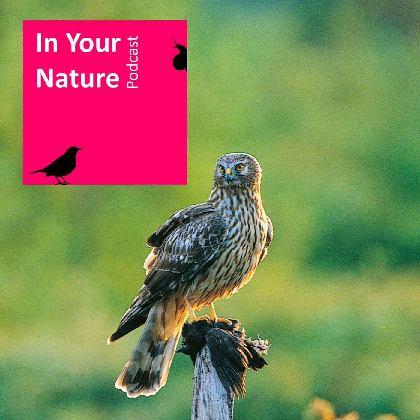 In Your Nature Ep 37 - Hen Harriers