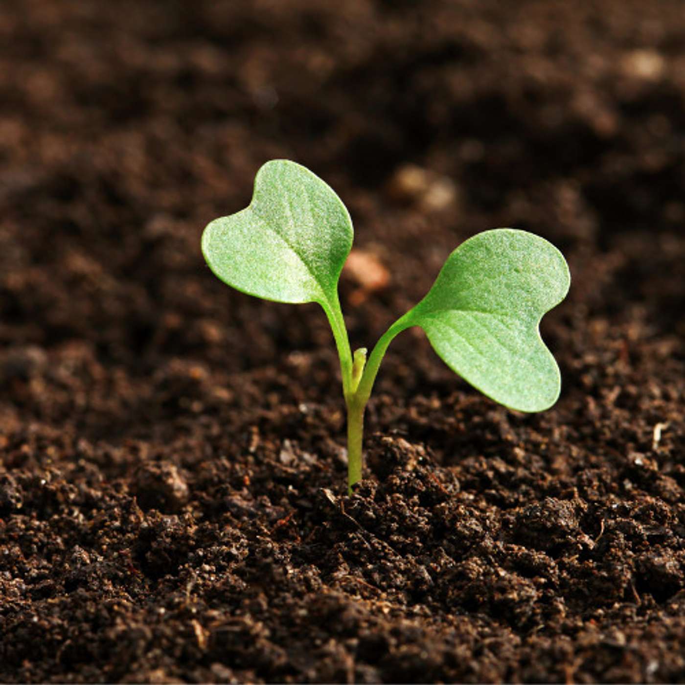 The Cornerstones of Healthy Food Systems