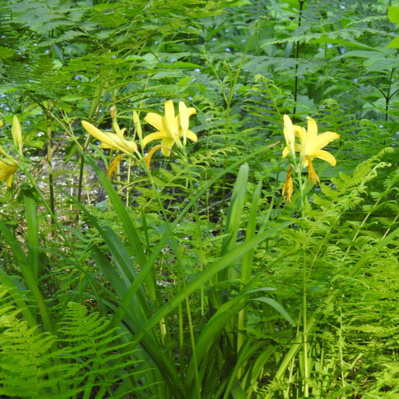 EARLY YELLOW DAYLILES